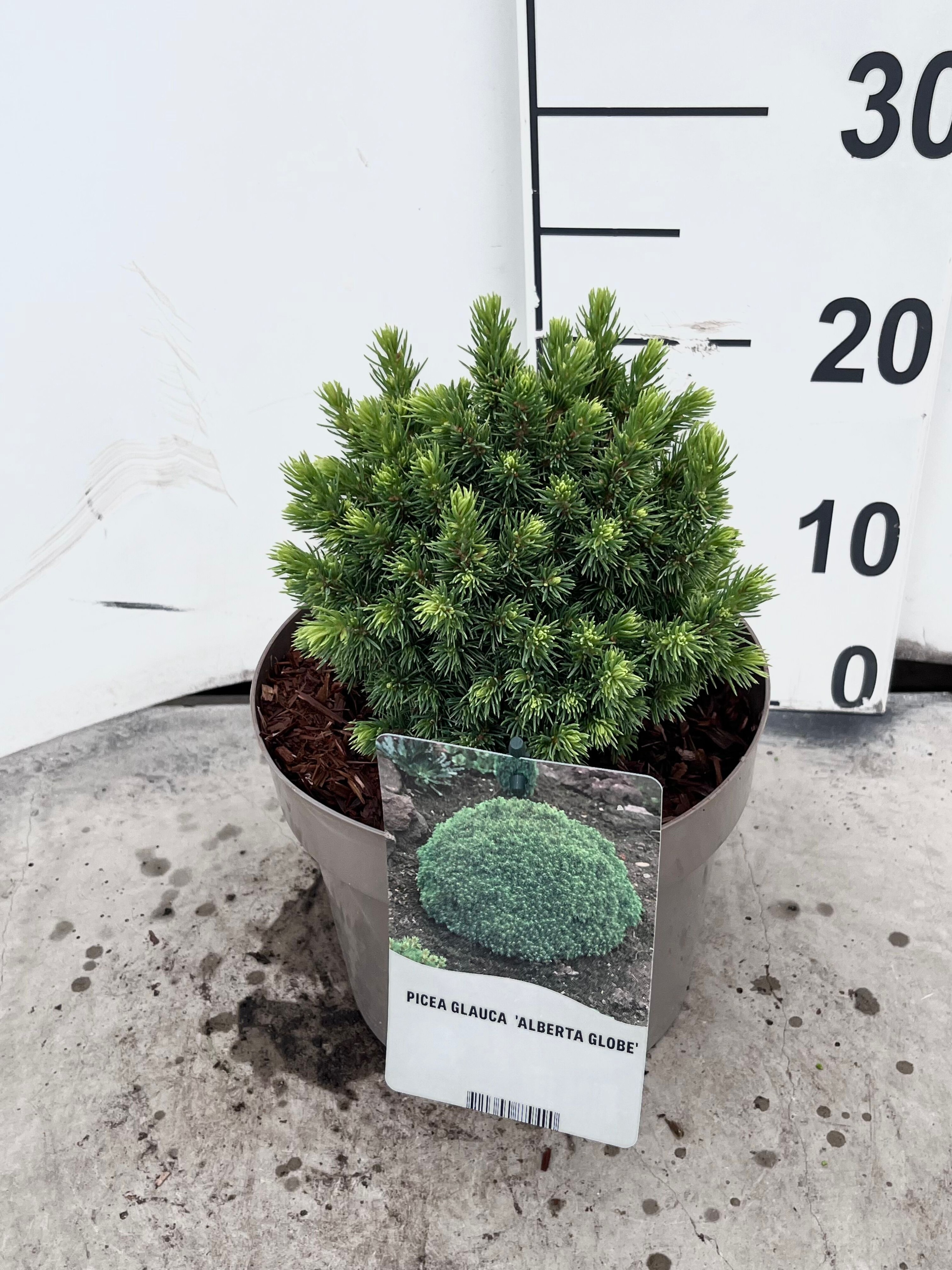 Picea gl. 'Alberta Globe'