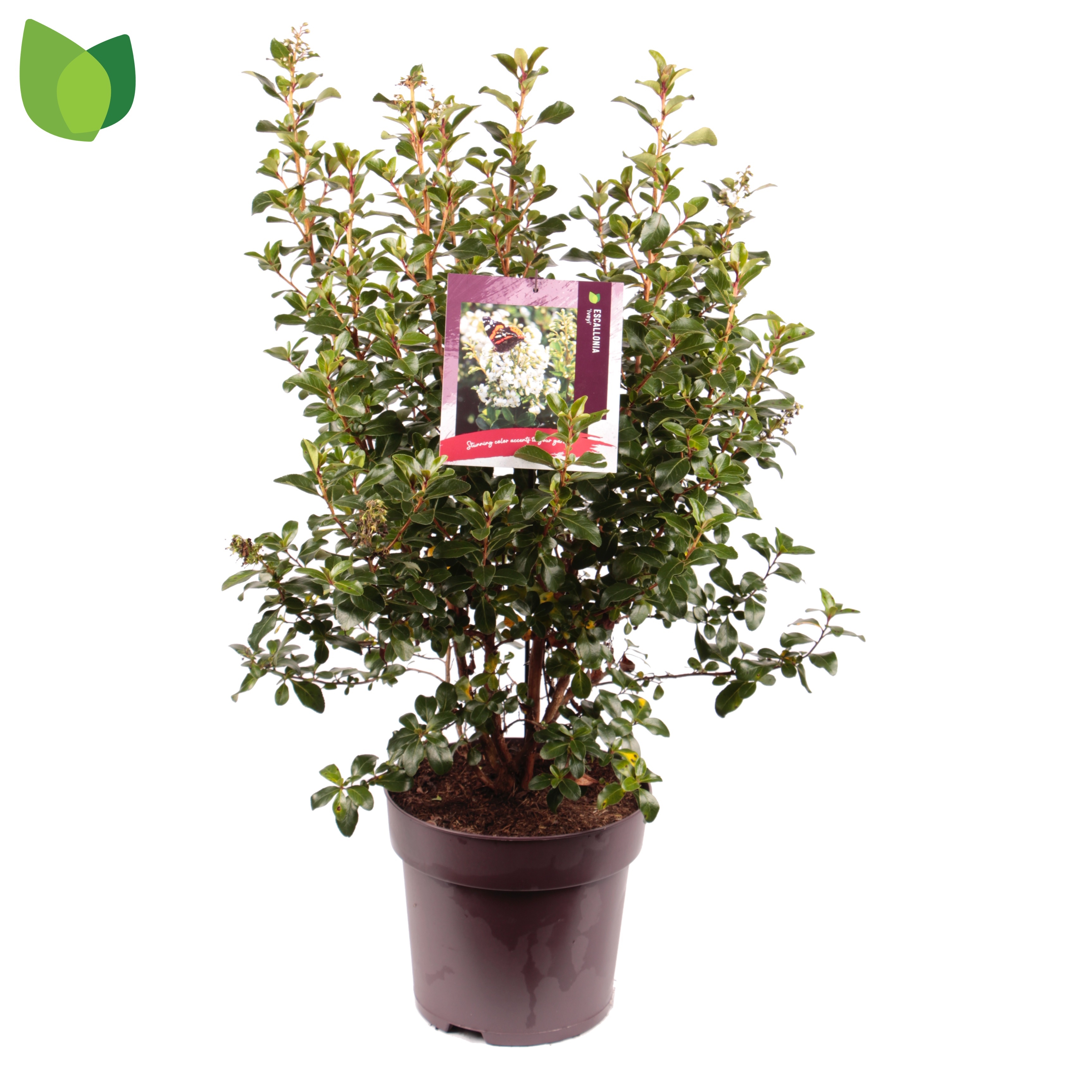 Picture of Escallonia Iveyi P29 (10 Ltr) (LOOSE)