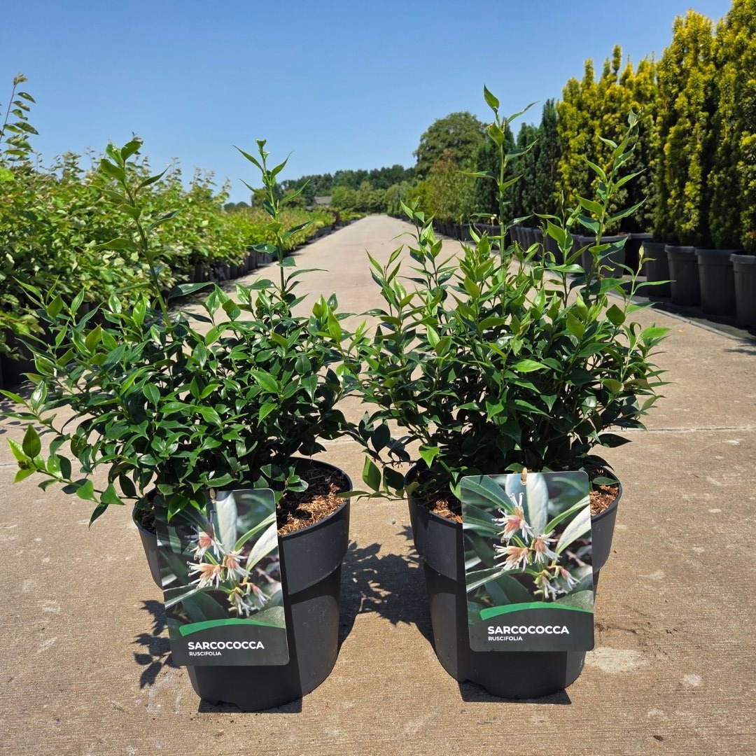 Sarcococca ruscifolia