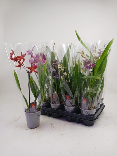 Orchideeen Gem 9P 35H 1TAK