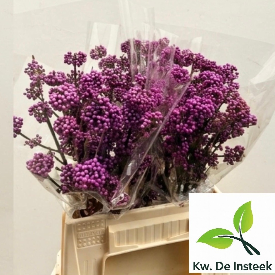 Callicarpa Bod Giraldi(imp) 45cm