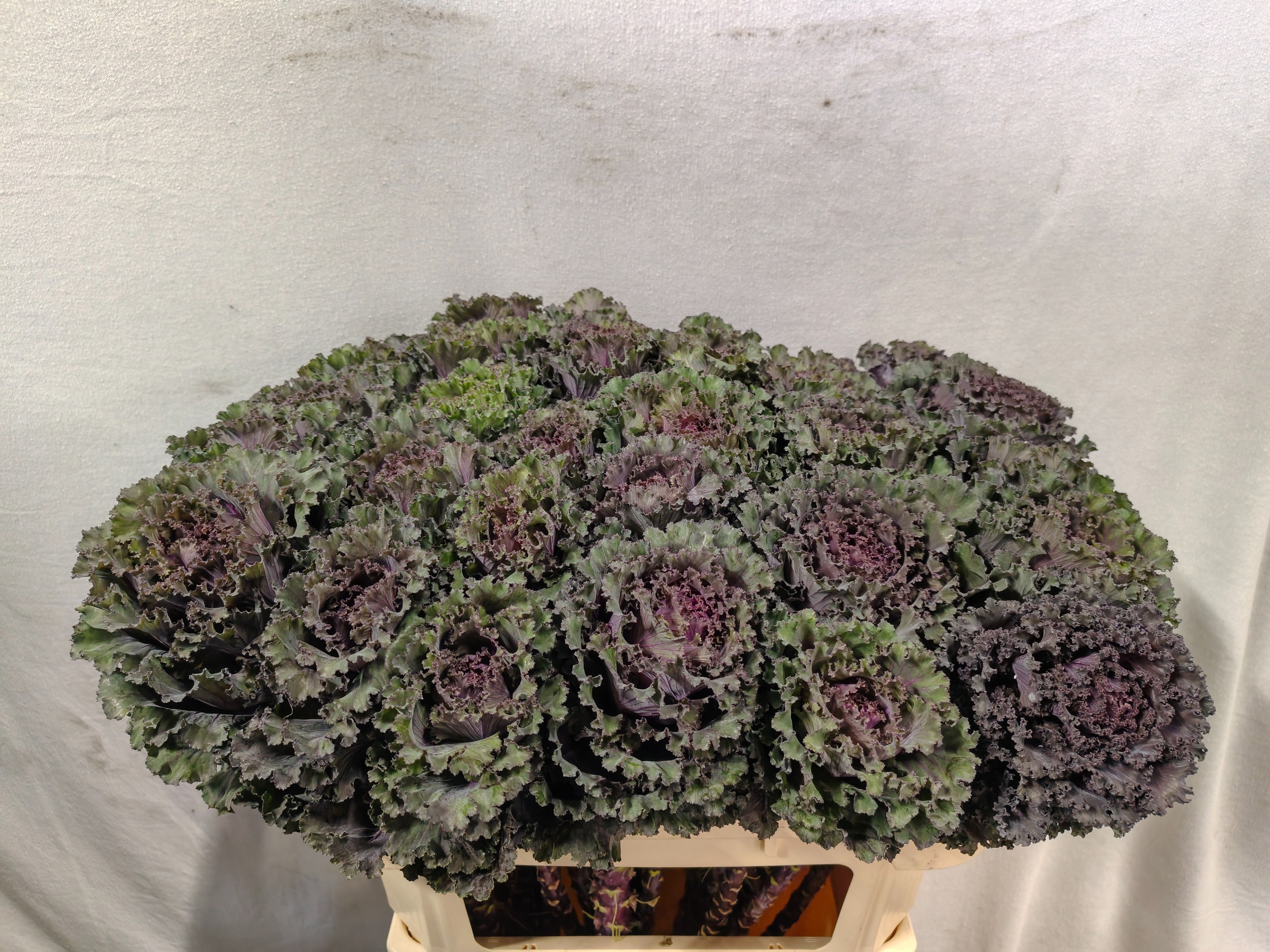 Brassica Black Angel 70cm