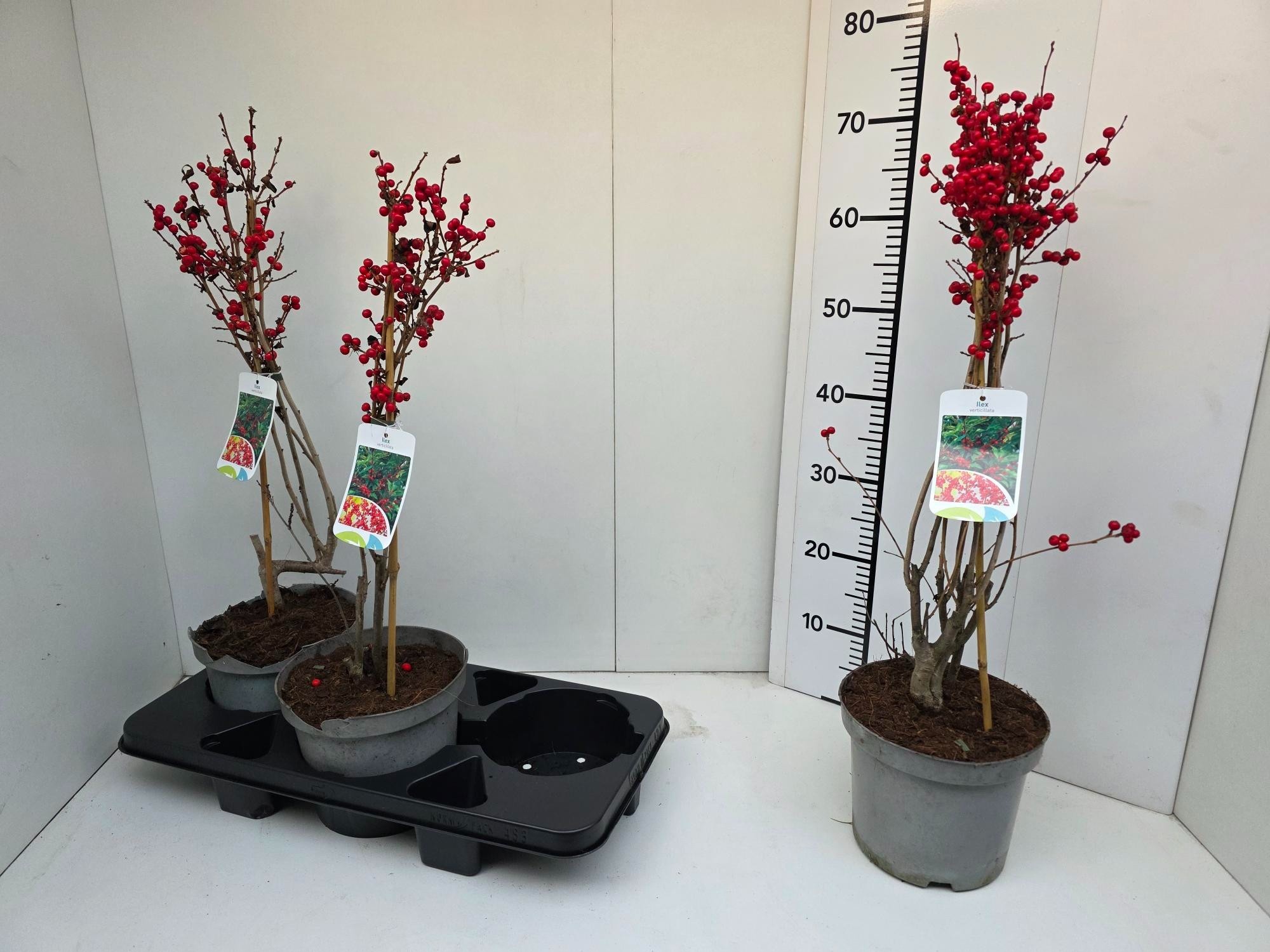 Ilex Verticillata 19P 60H