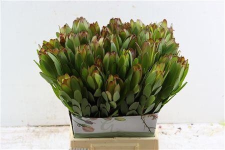 Leucadendron Goldstrike 50cm