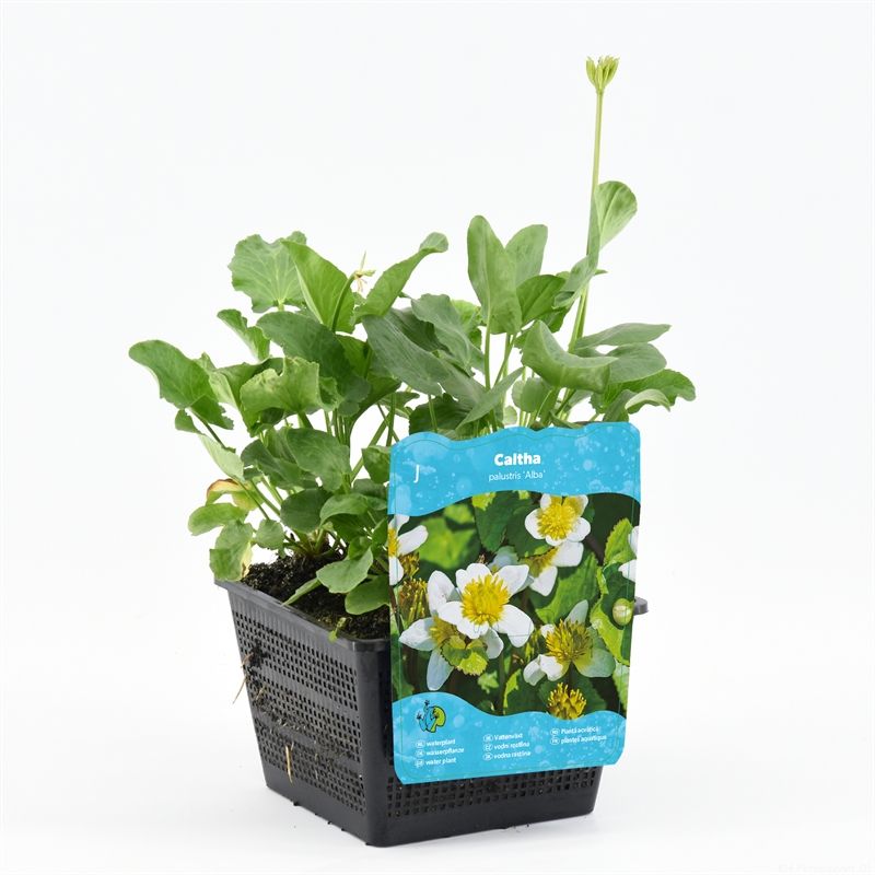 Caltha palustris alba