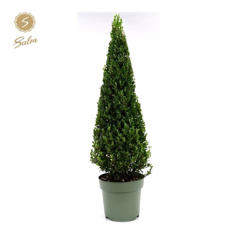 Ilex Crenata Jenny