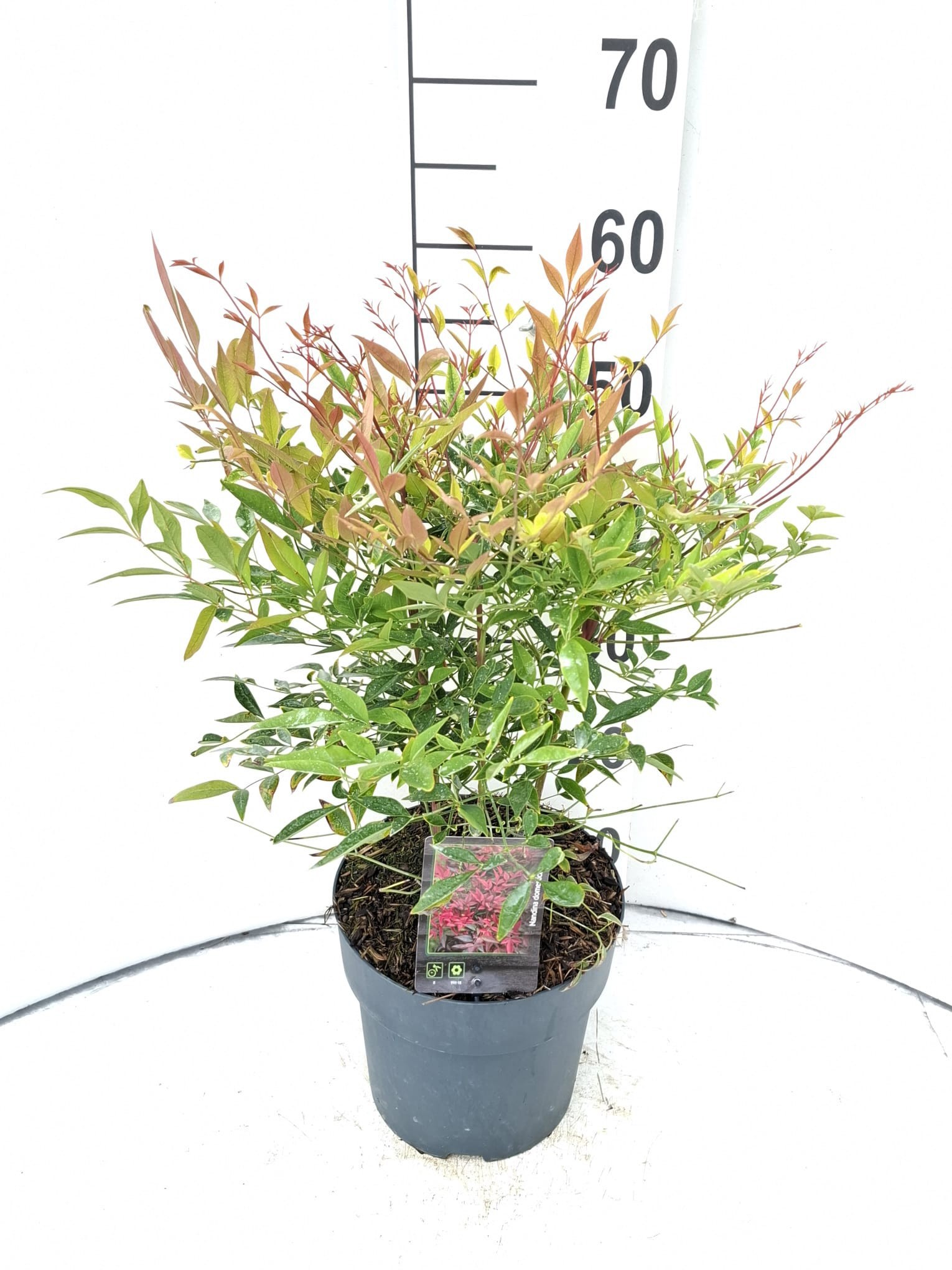 Nandina domestica