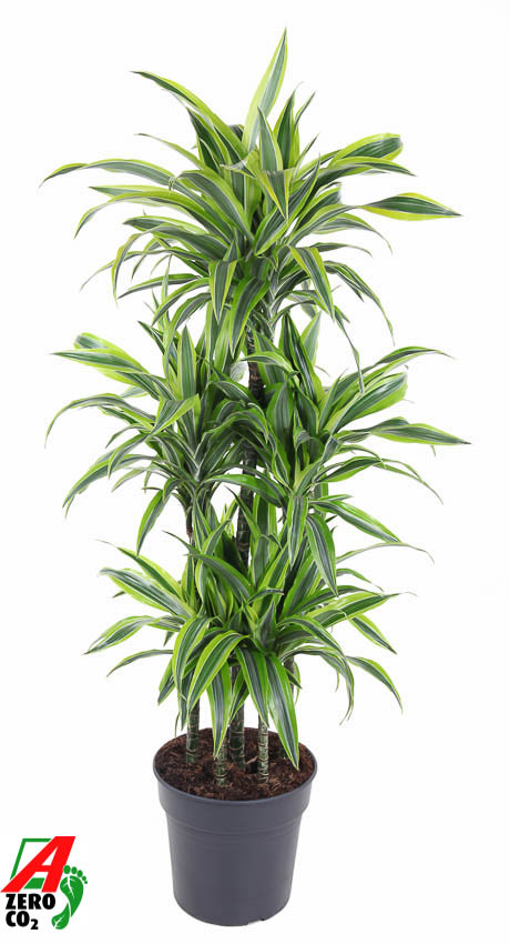 Picture of Dracaena Lemon Lime 90-carrousel P31 140CM (LOOSE)