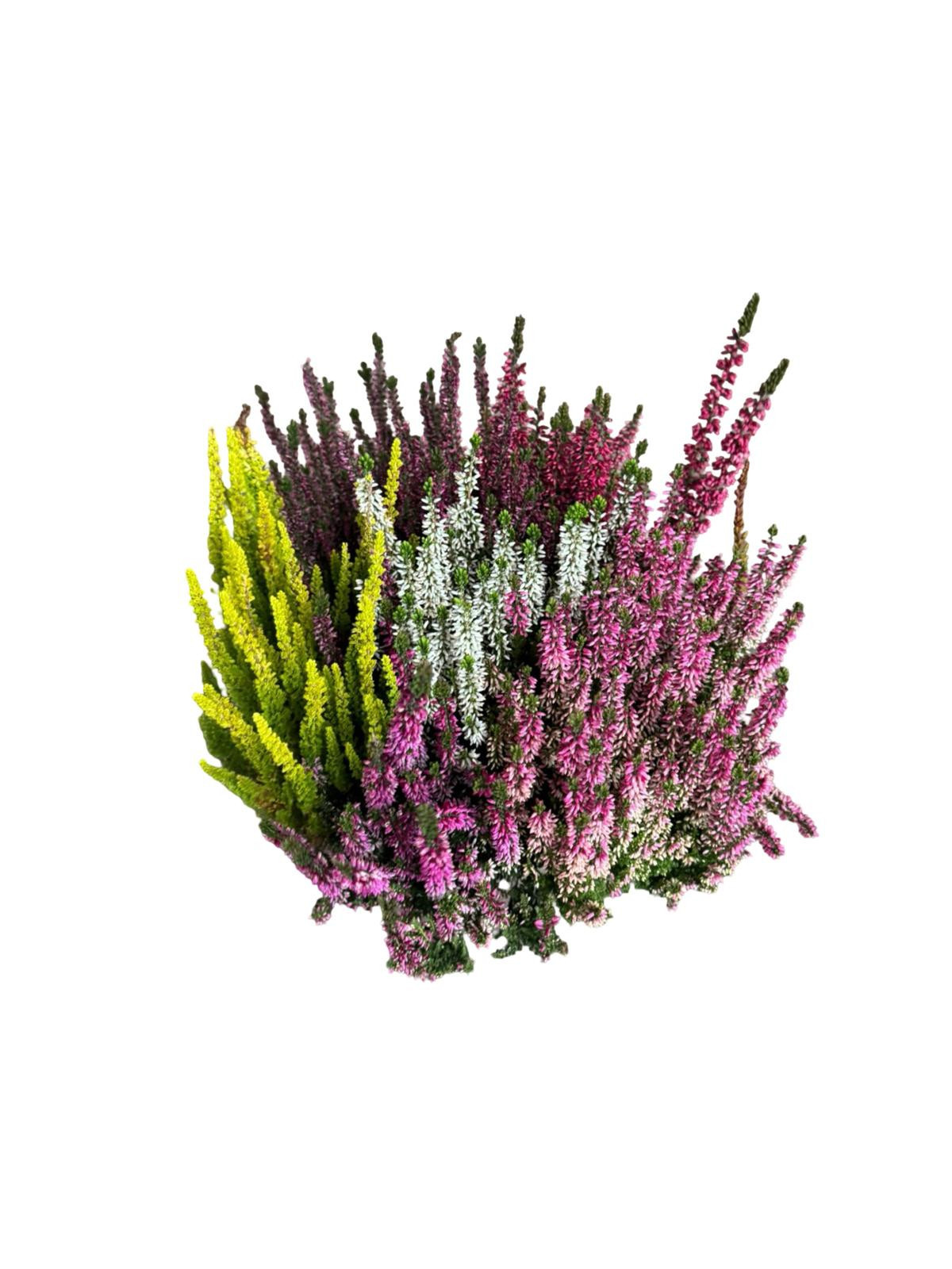 Calluna vul. High Five in Schale