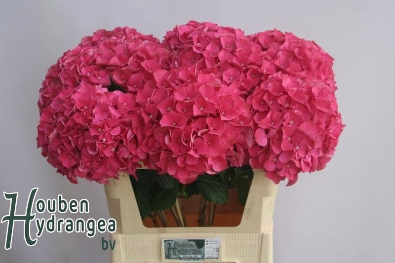 Hydrangea Glowing Alps Pink 80cm 20Ø