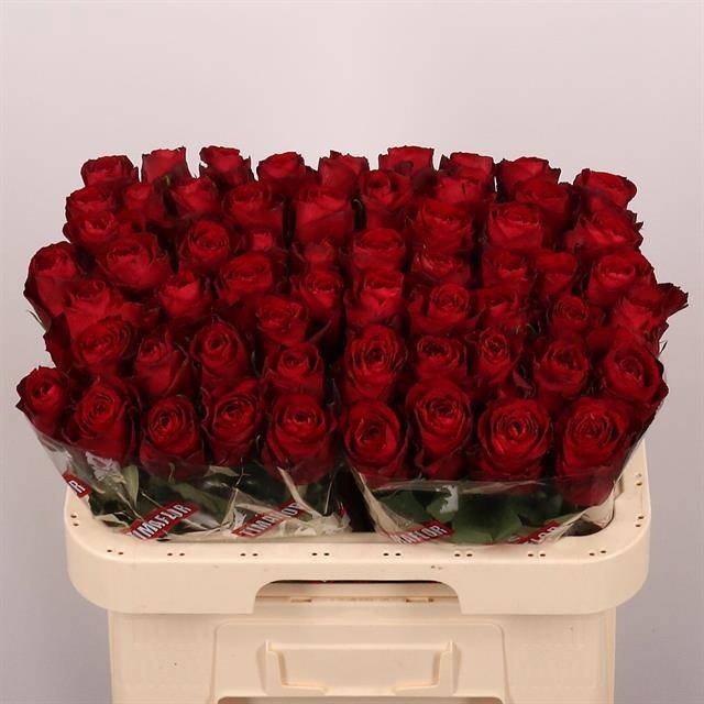 Rosa Madam Red 60cm