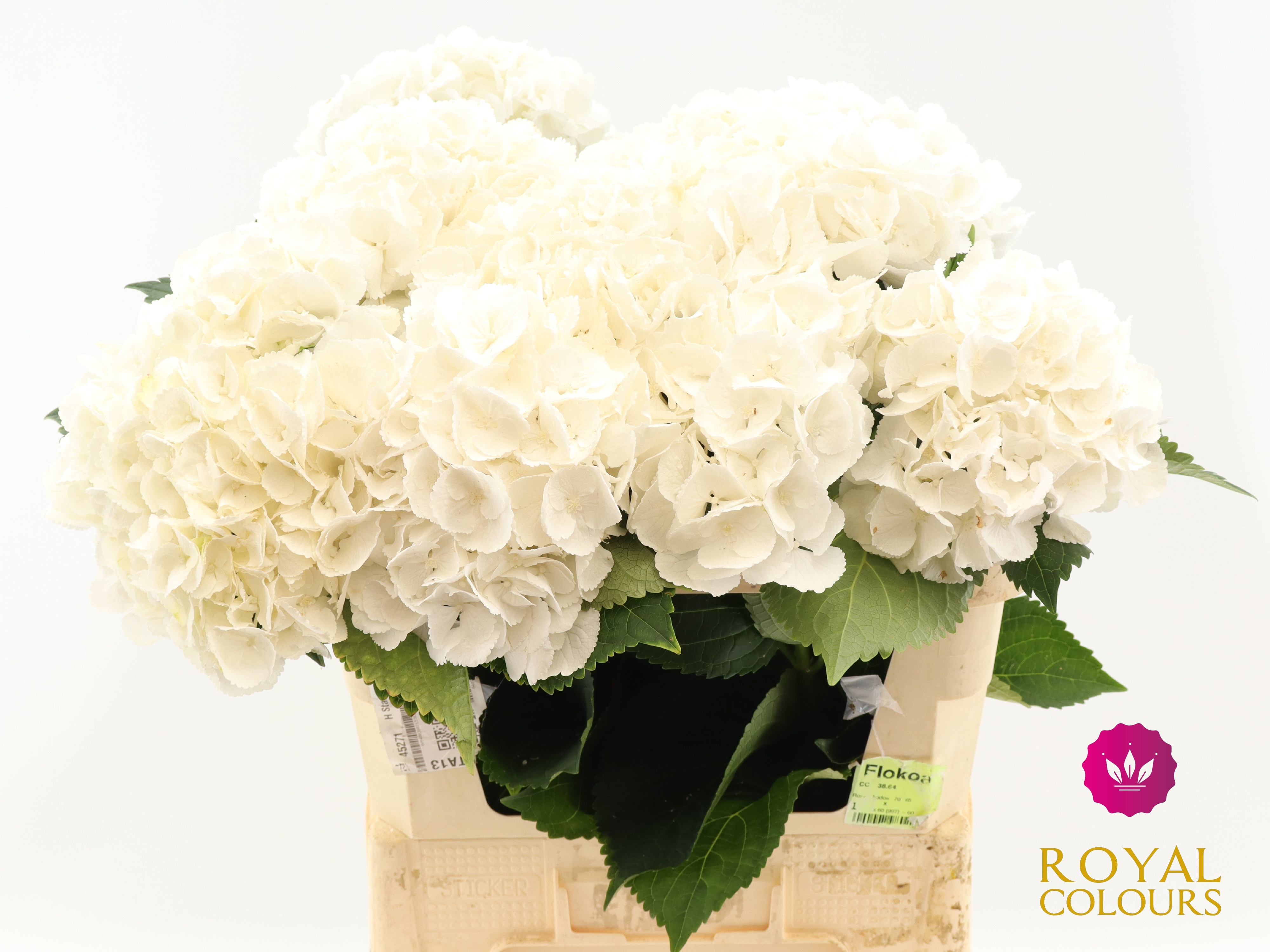 Hydrangea Royal Princess 60cm 18Ø