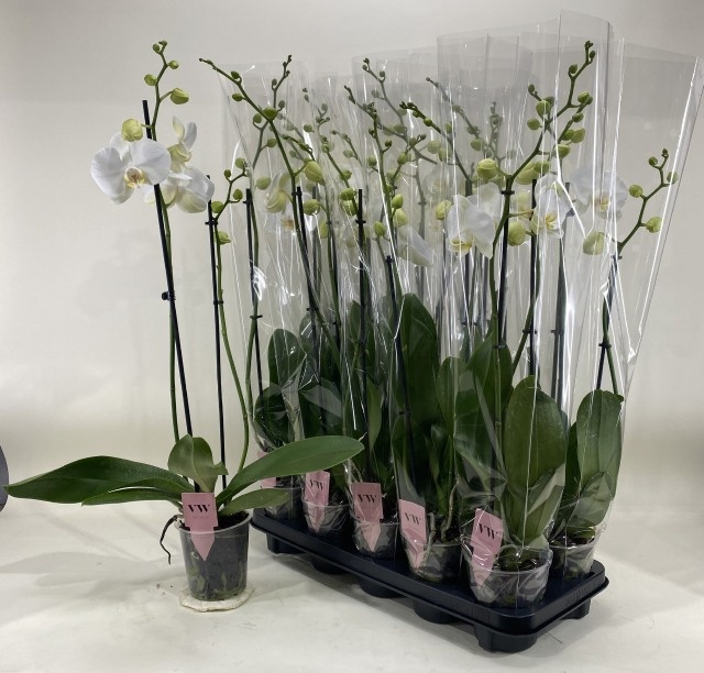 Phal An Glasgow 12Ø 70cm