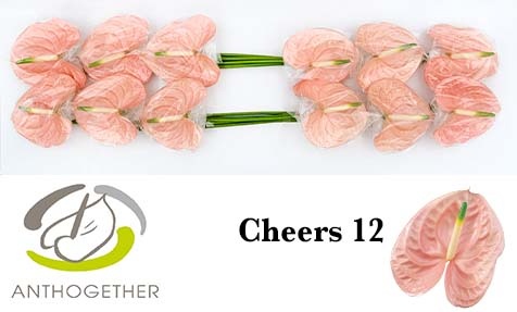 Anthurium Cheers 13Ø