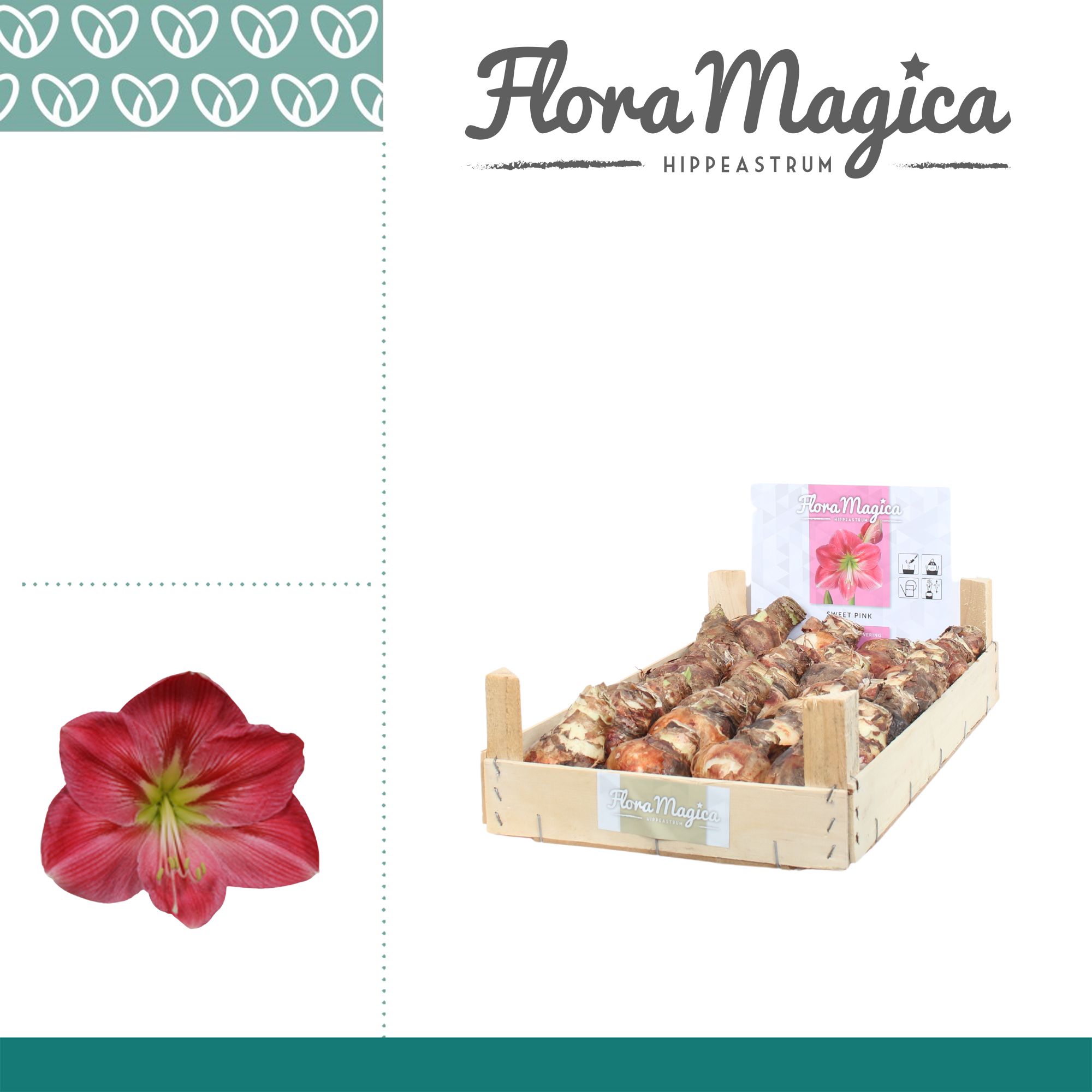 Amaryllis Bulb Roze in Wooden Crate