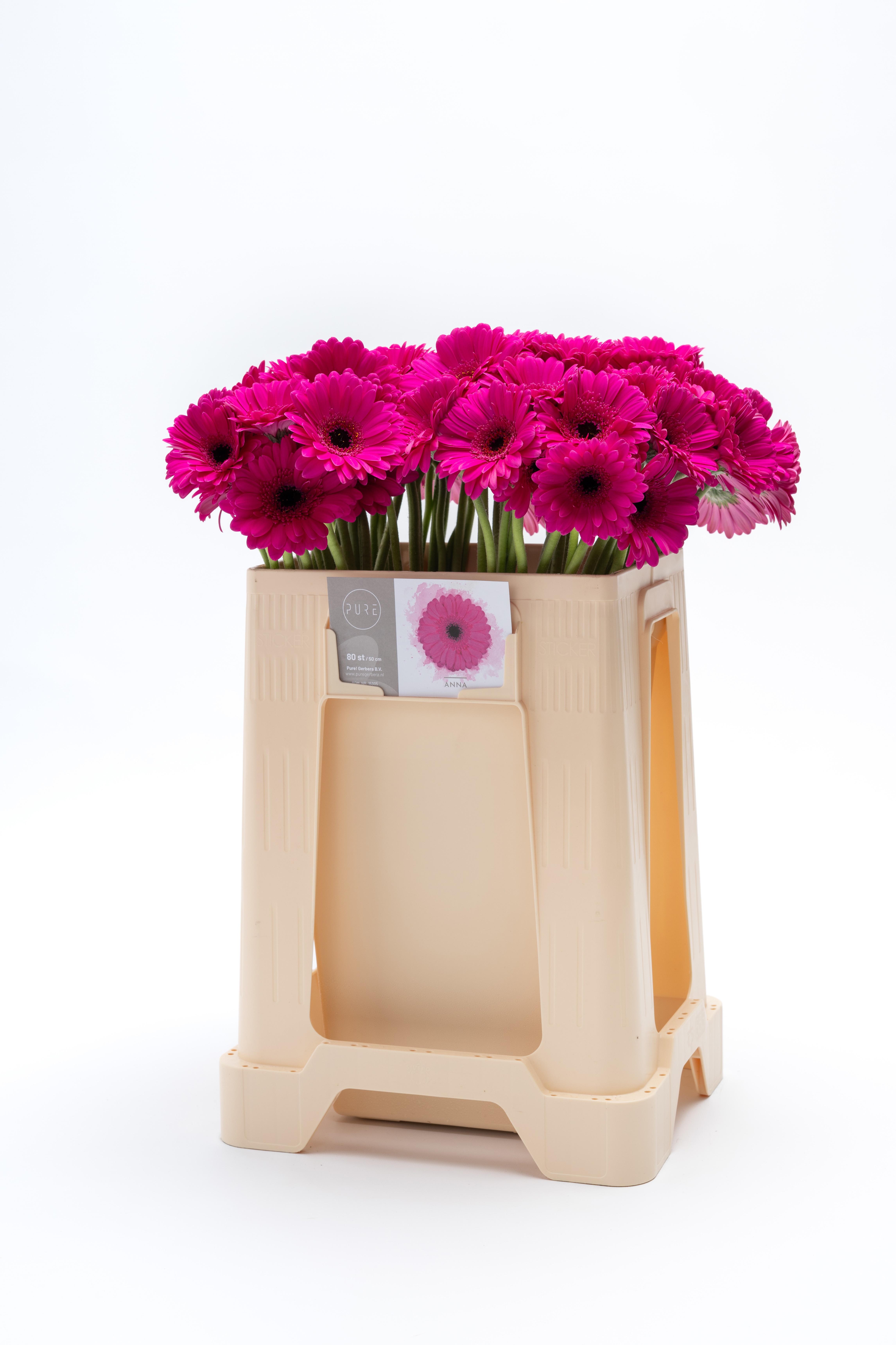 Gerbera Mini Anna