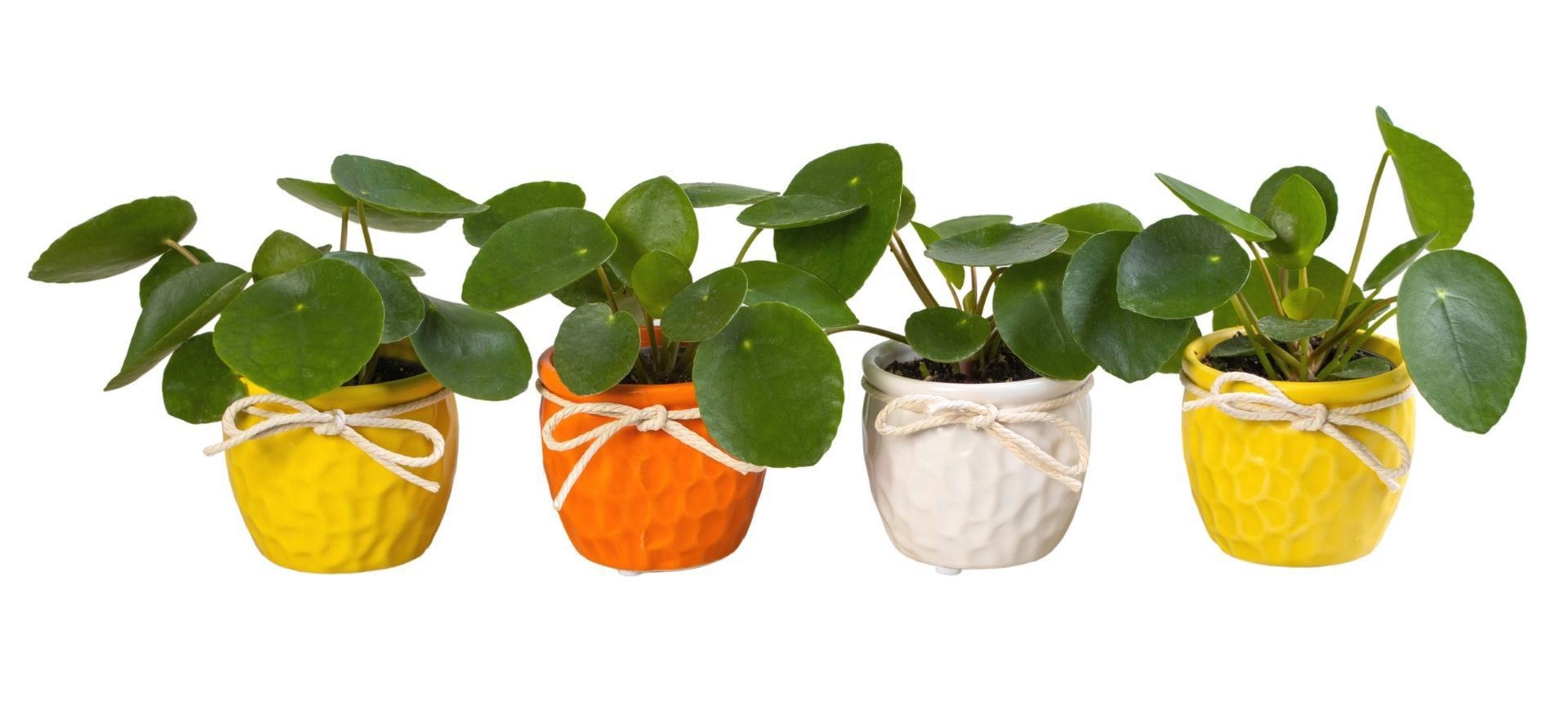 Pilea L 65898 with Pilea Peperomioides