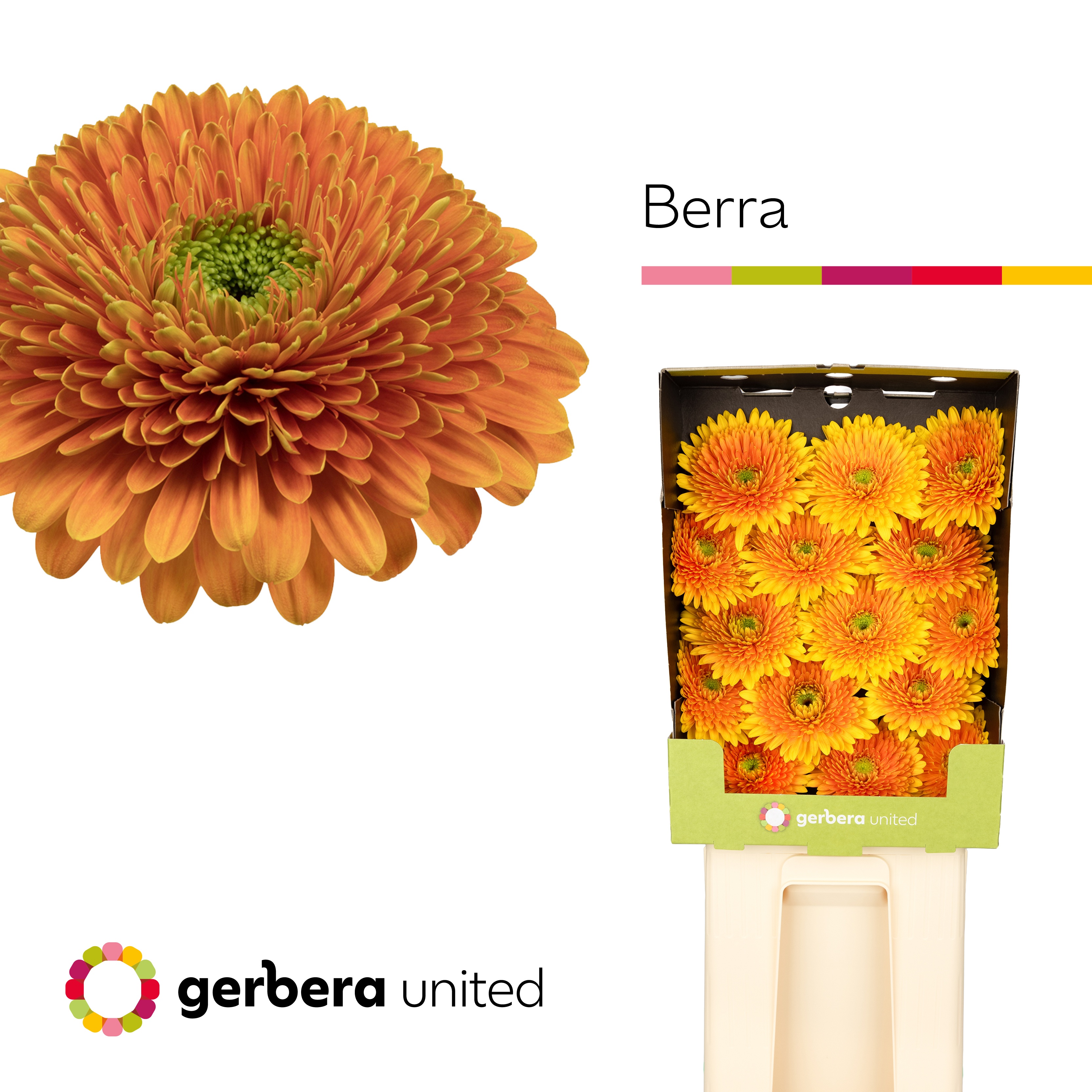 Ge Gb Berra+