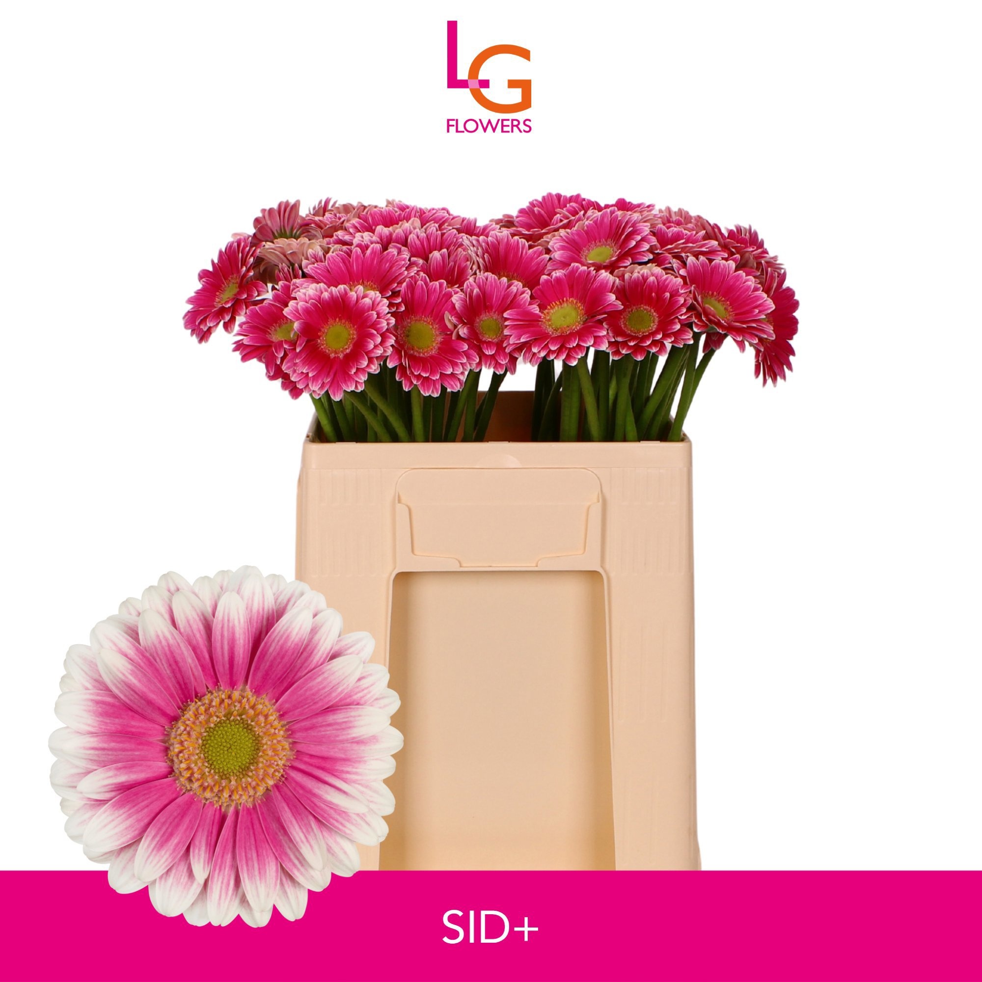 Gerbera Mini Sid+