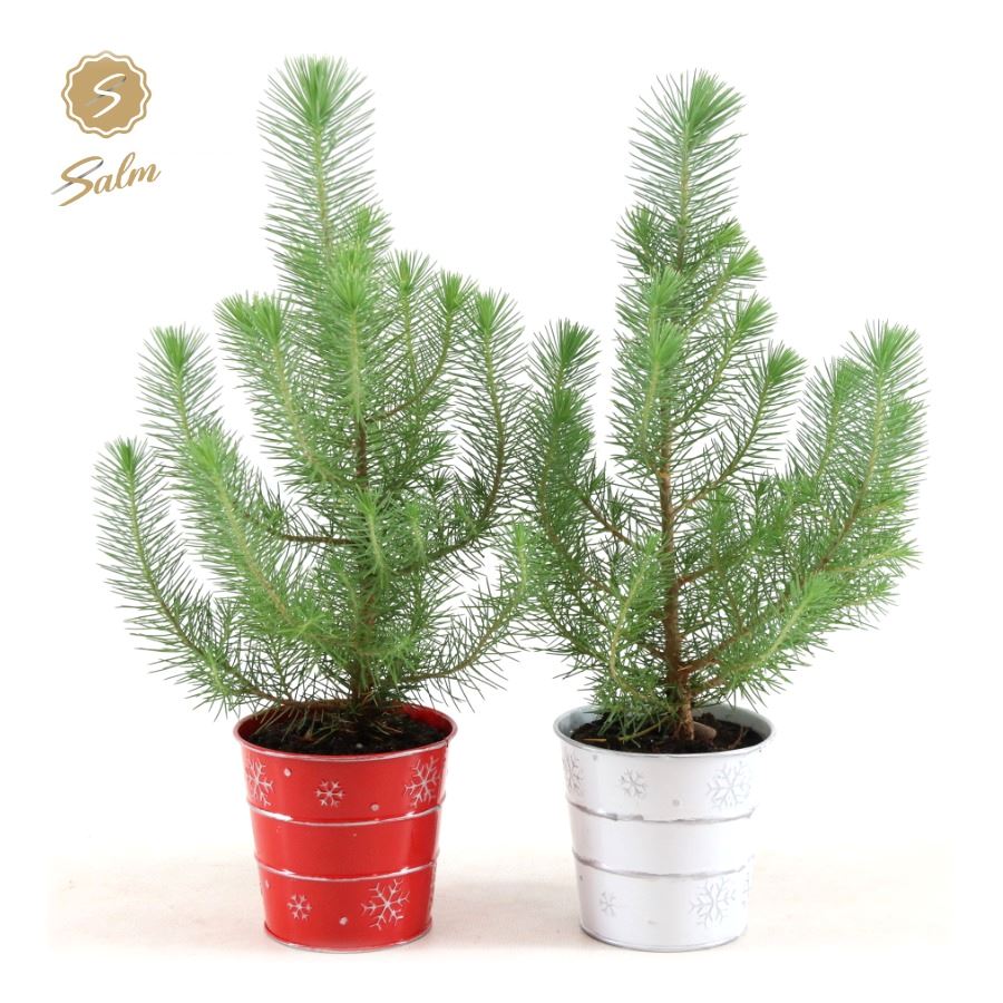 Picture of Pinus pinea Silver Crest P10,5 in Zinc X-mas Duo P11 35CM