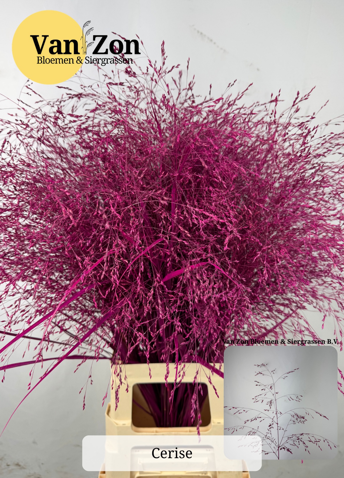 Ornamental Grass Painted (PANICUM)