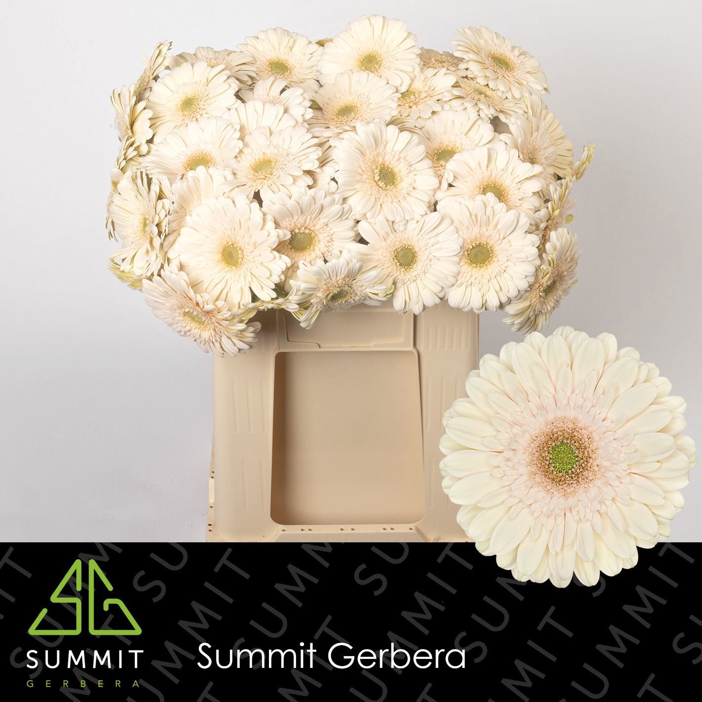 Gerbera Estate 50cm 10Ø