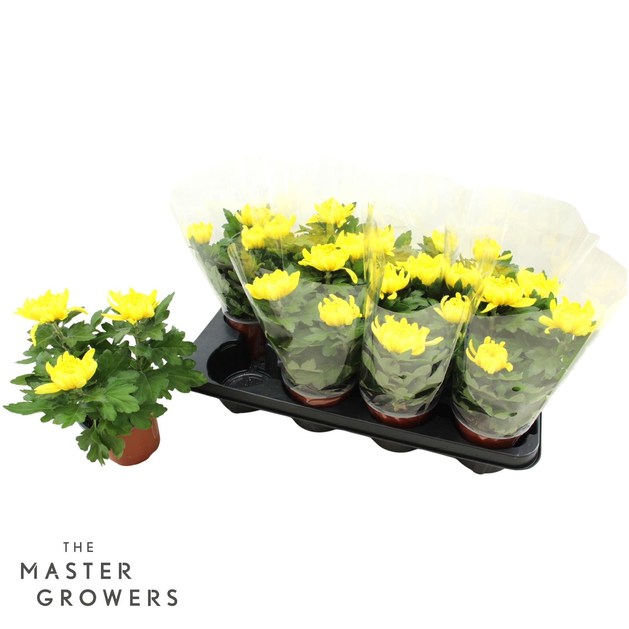 Deco Chrysant Yellow 12cm 3pp
