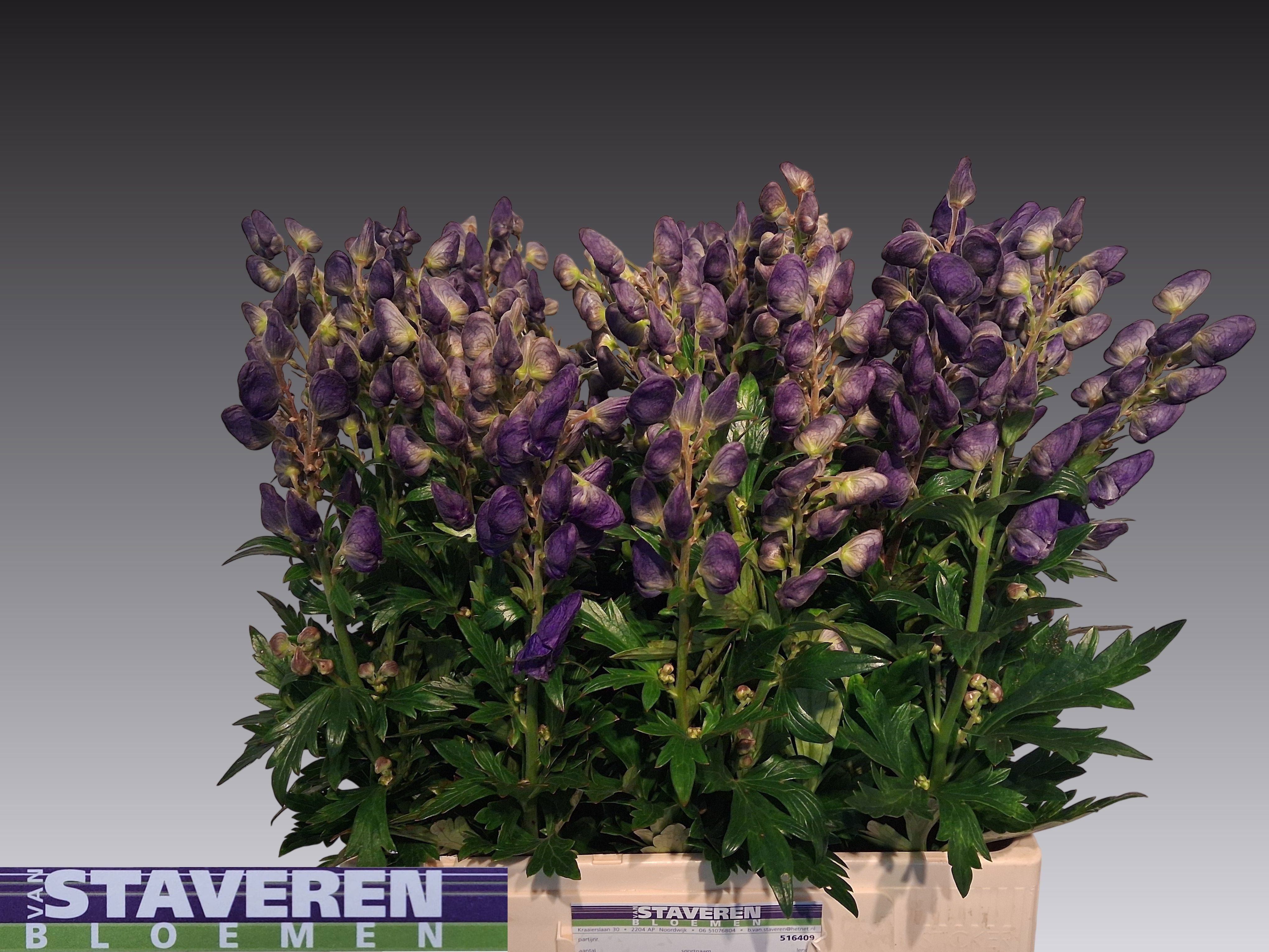 Aconitum Arensi 60cm