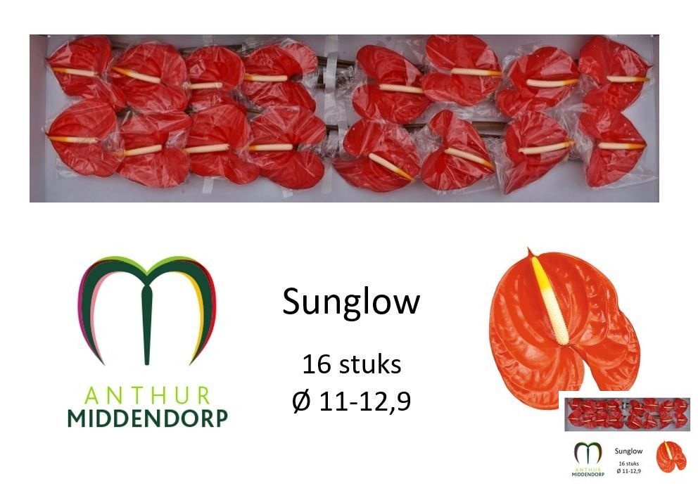 Anthurium Sunglow 11Ø