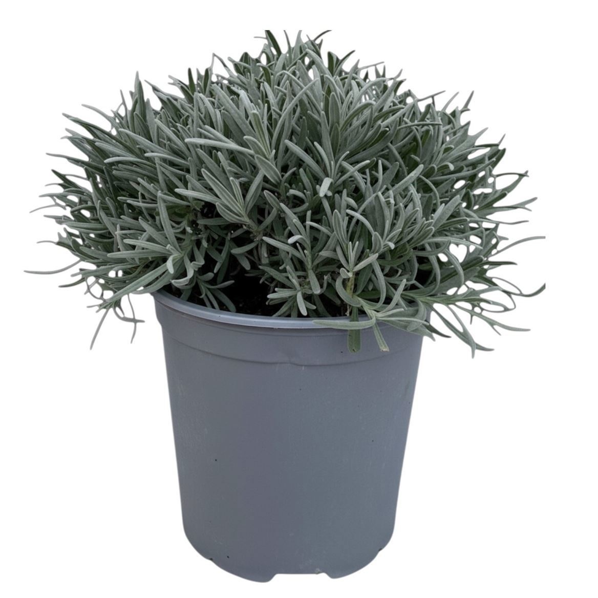 Lavan Angustifolia 18P 38H 99bloei