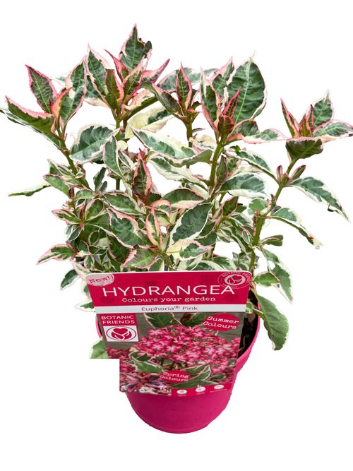 Hydrangea serr. Euph. 'Pink' p15 Son