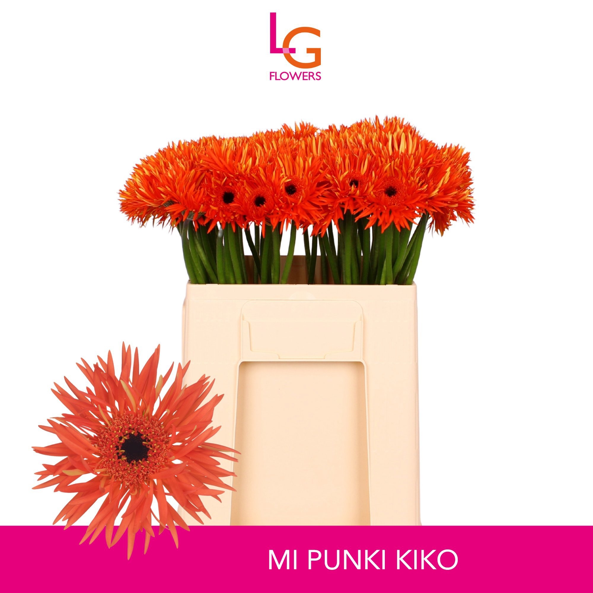 Ge Ms Punki Kiko