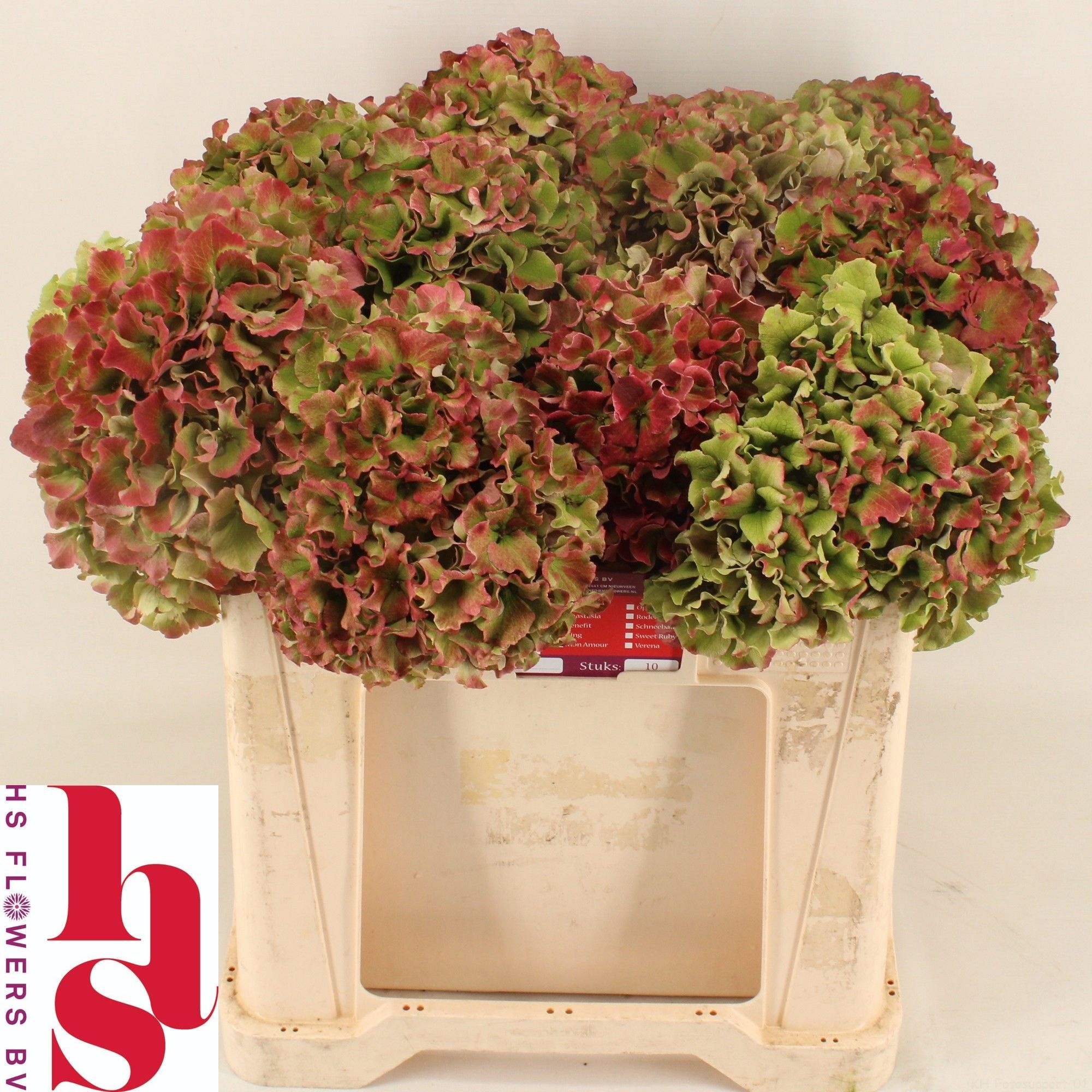 Hydr M Ro Bree Cl Rs 50cm 18Ø