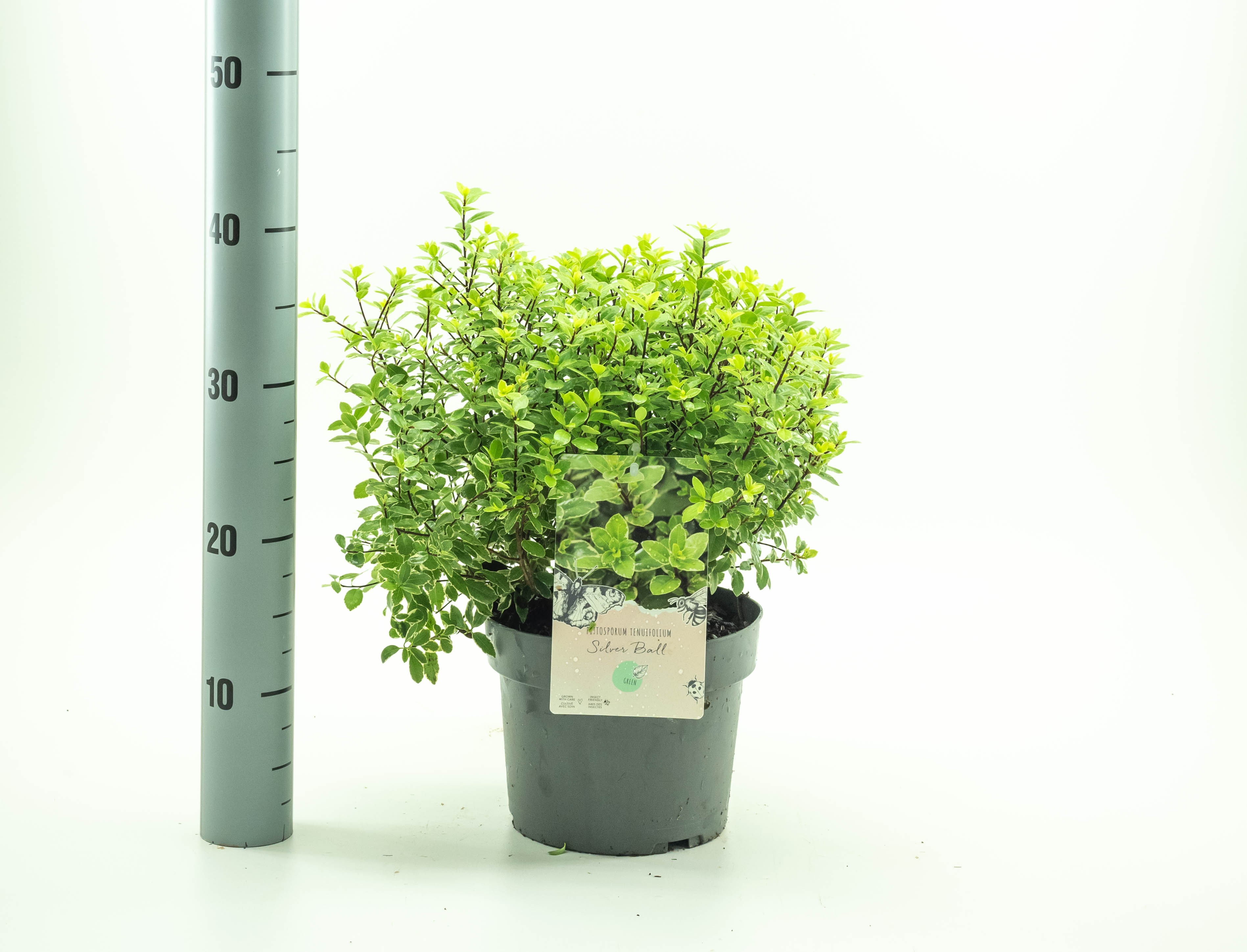 Picture of Pittosporum ten. Silver Ball P19 (3 Ltr) (LOOSE)