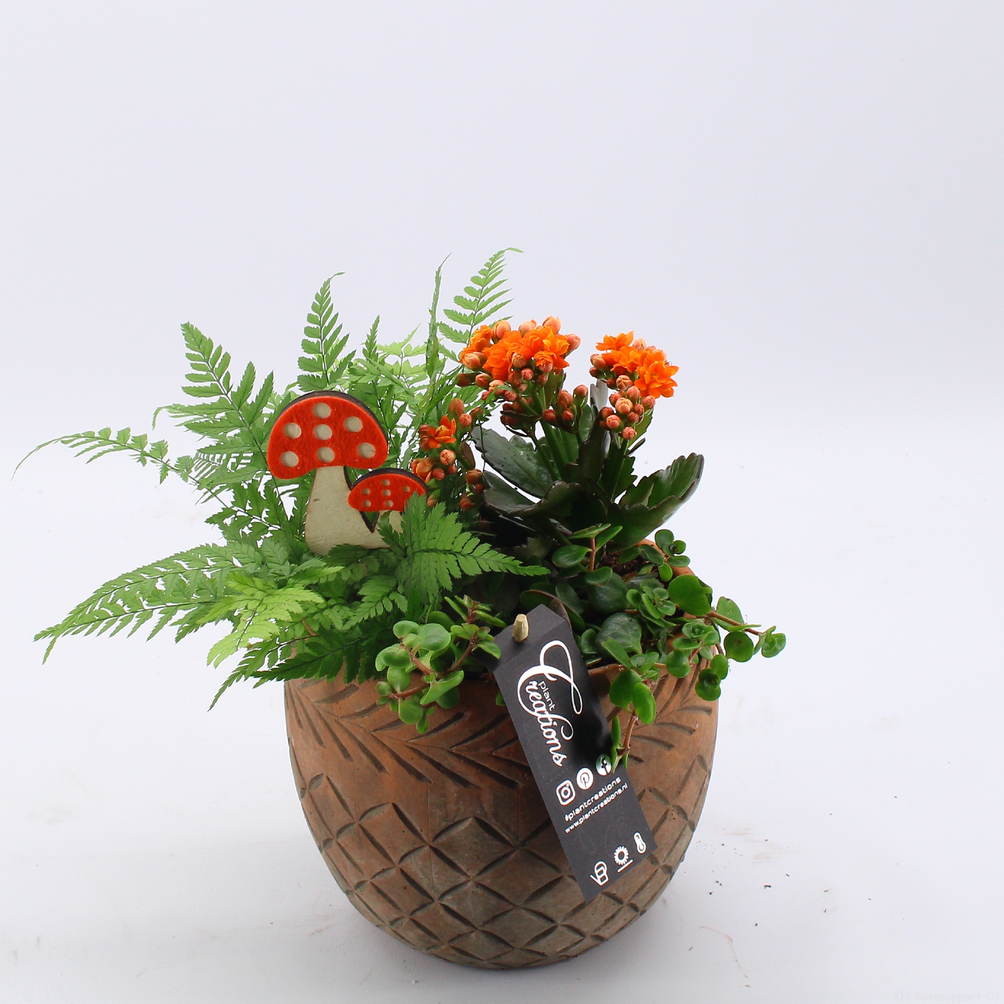 Arr. green houseplants PROMO-2329 | Arrangements indoor | Arrangementen  coupe H% | Flowering indoor arrangements coupe | Flowering indoorplants |  Indoorplants | All products | OZ Planten