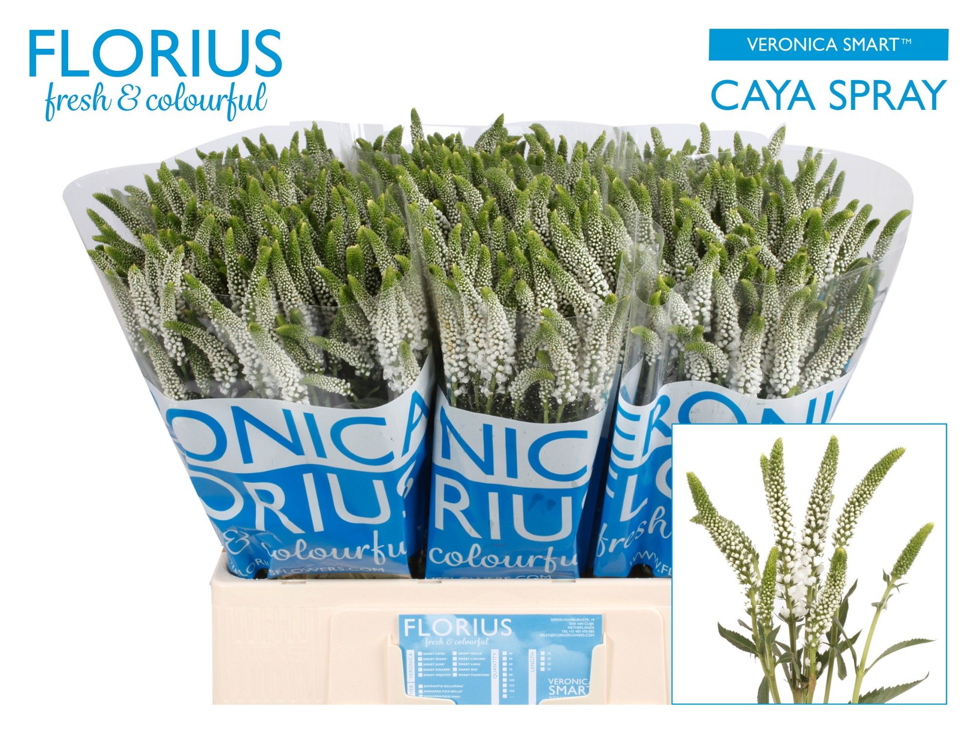 Veron Caya