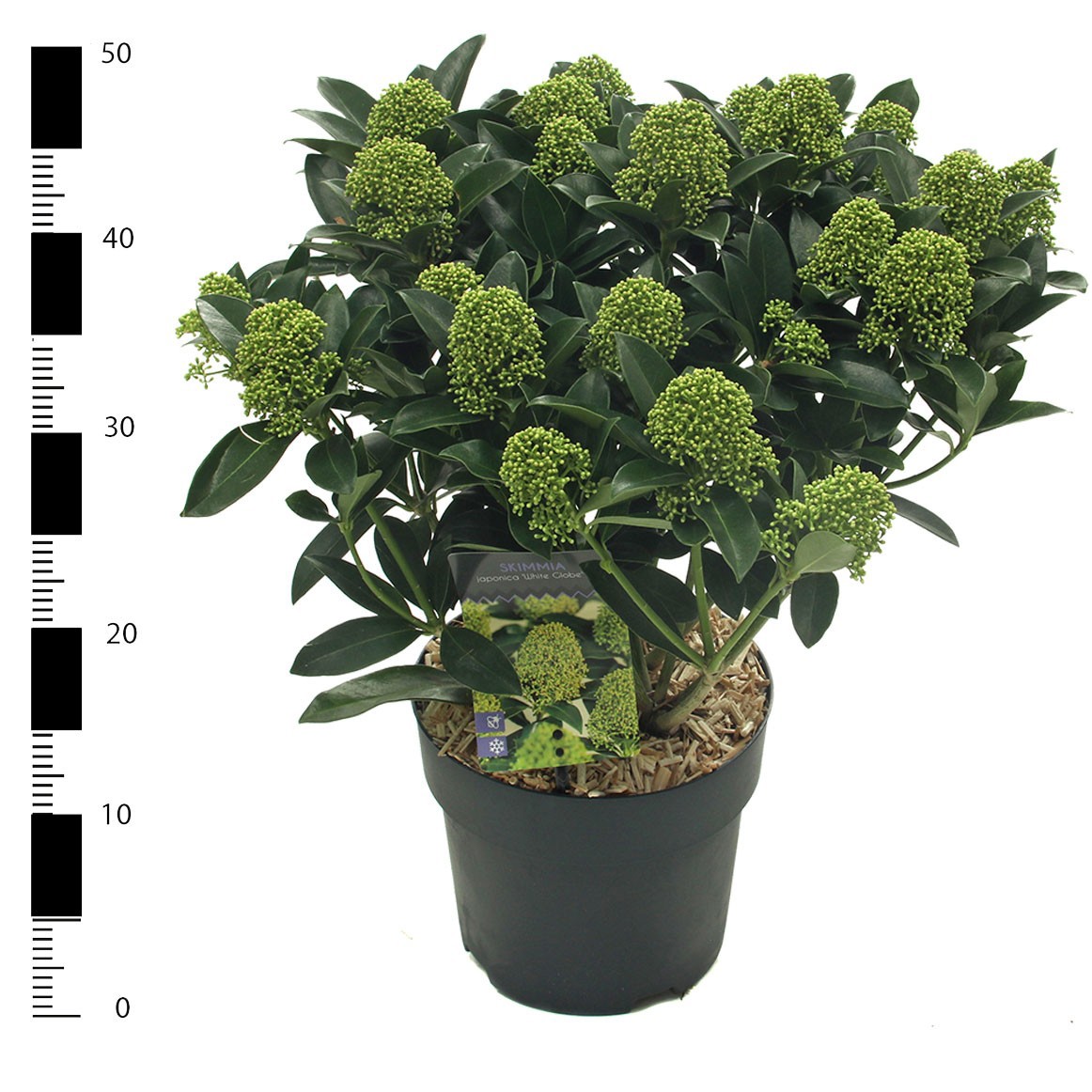 Picture of Skimmia jap. 'White Globe'