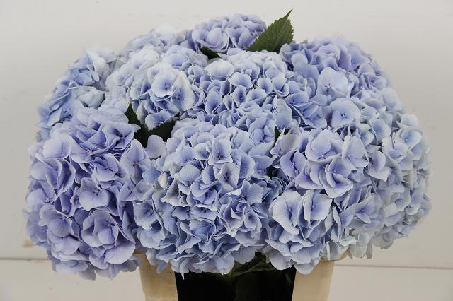 Hydrangea Verena Blue 60cm 17Ø