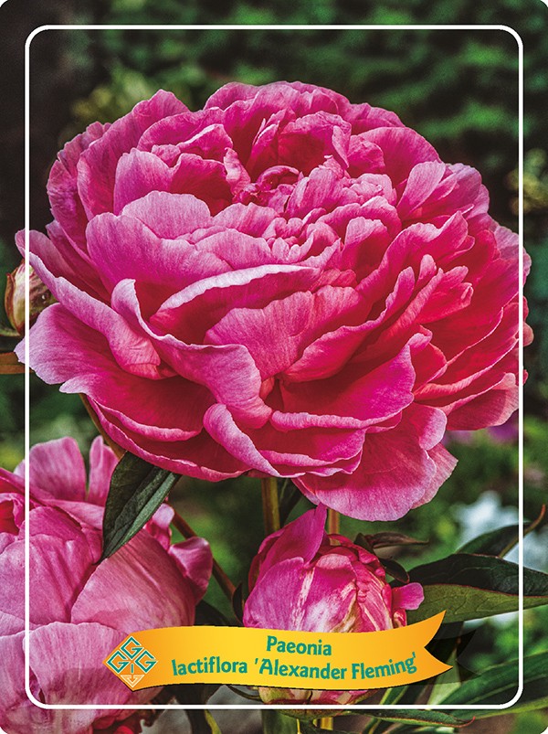 Picture of Paeonia Lactiflora Mix CC P11