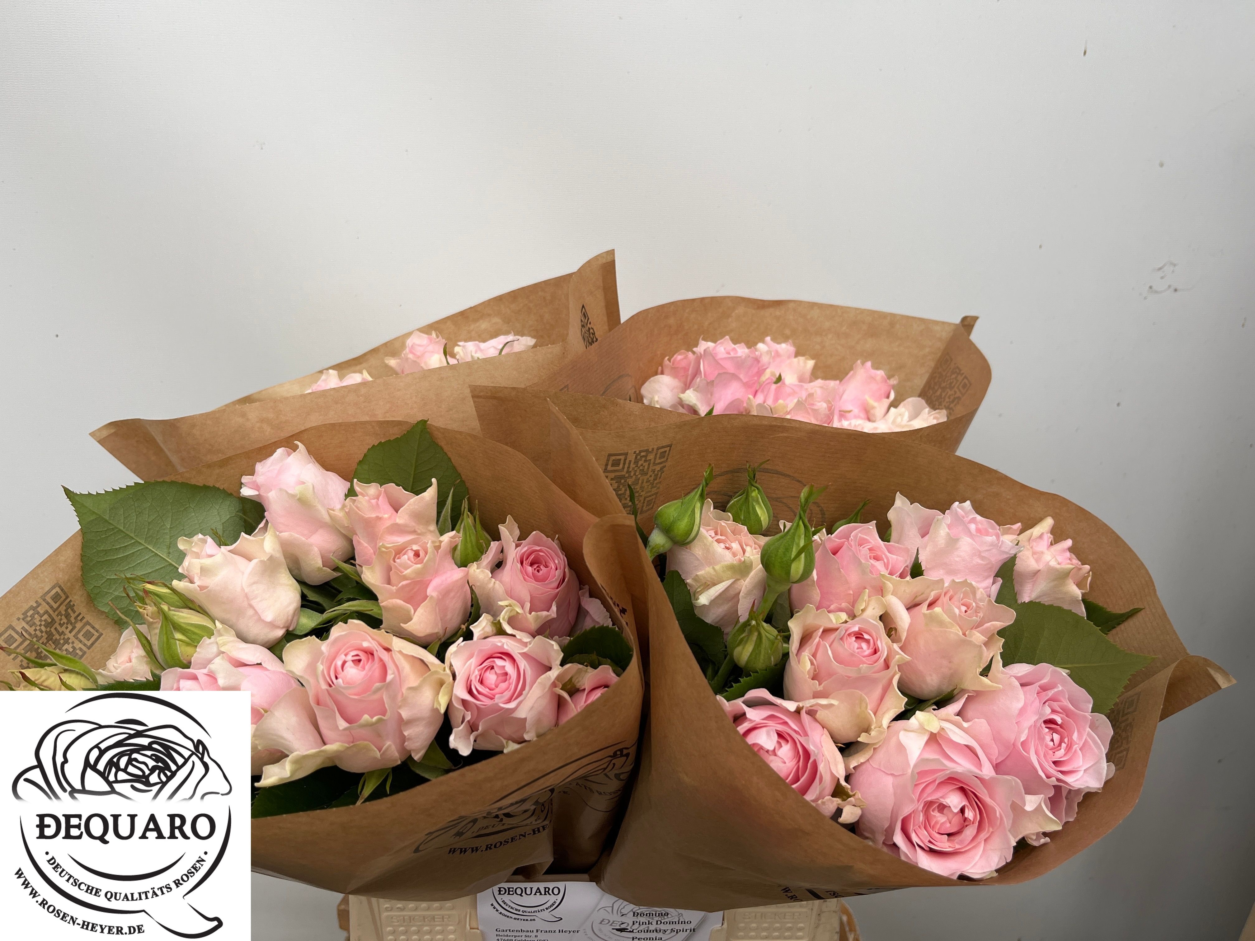 R Tr Cout Spi Peonia 40cm