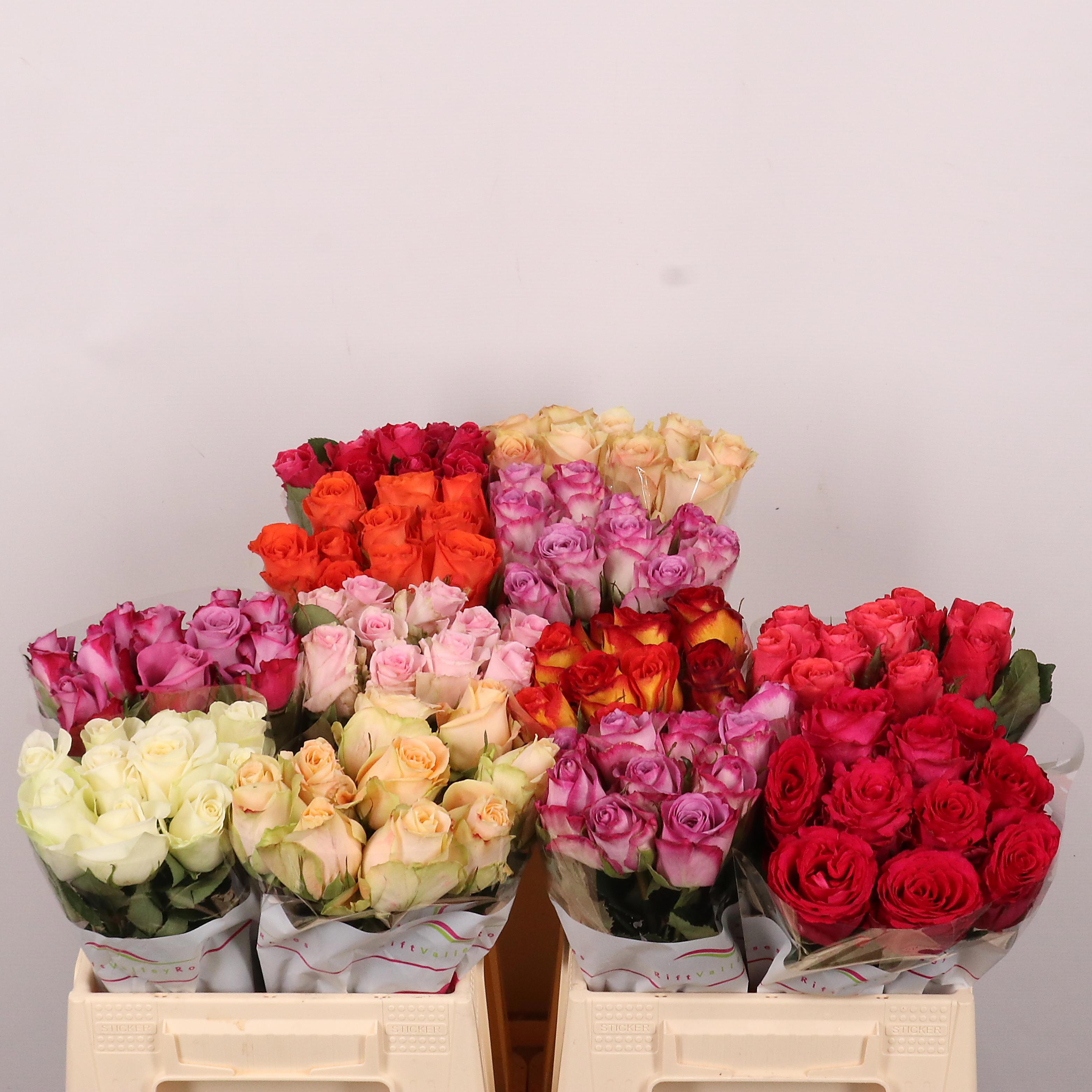 Rosa Mixed In Bucket 40cm