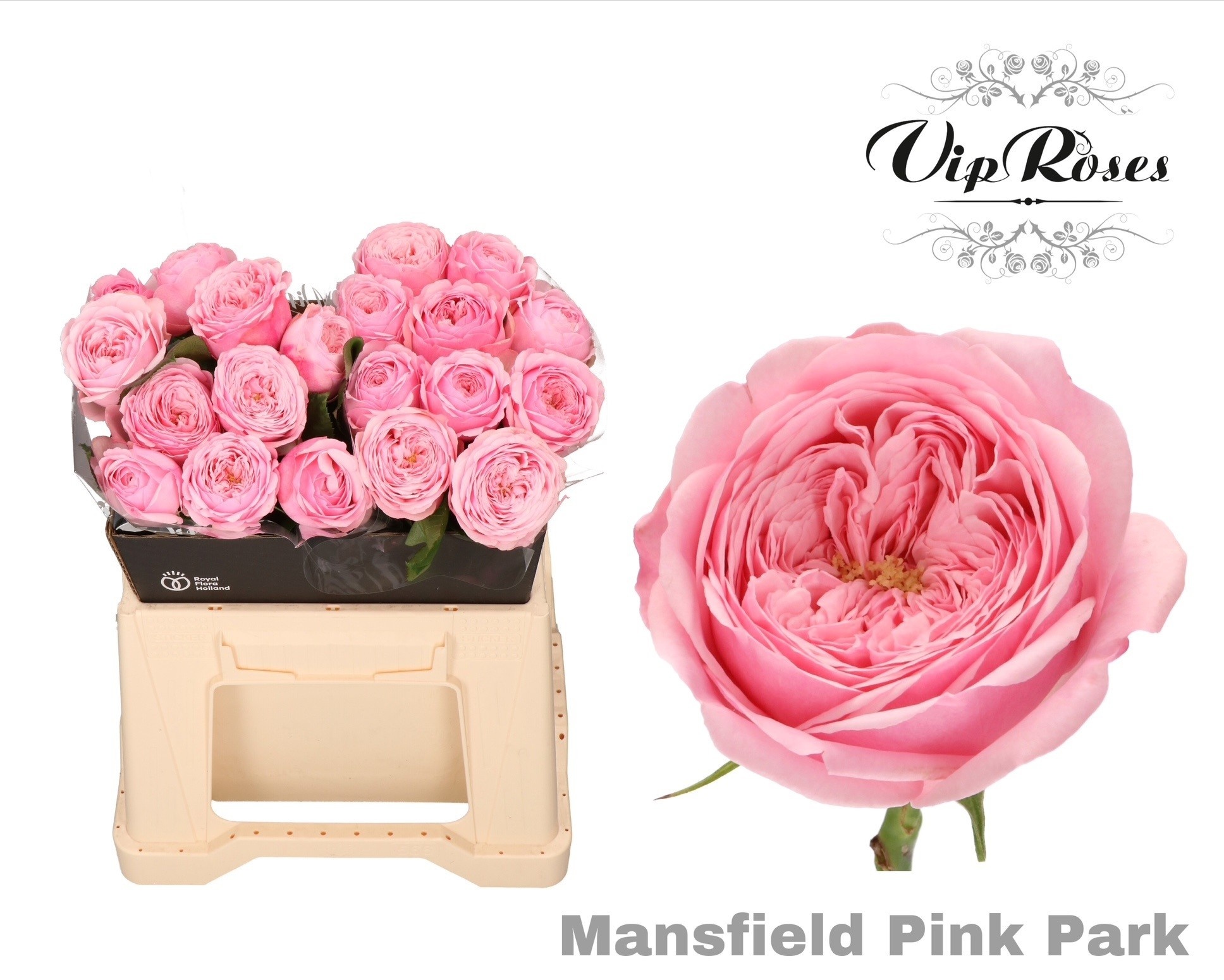 R Kl Mansfi Pin Park