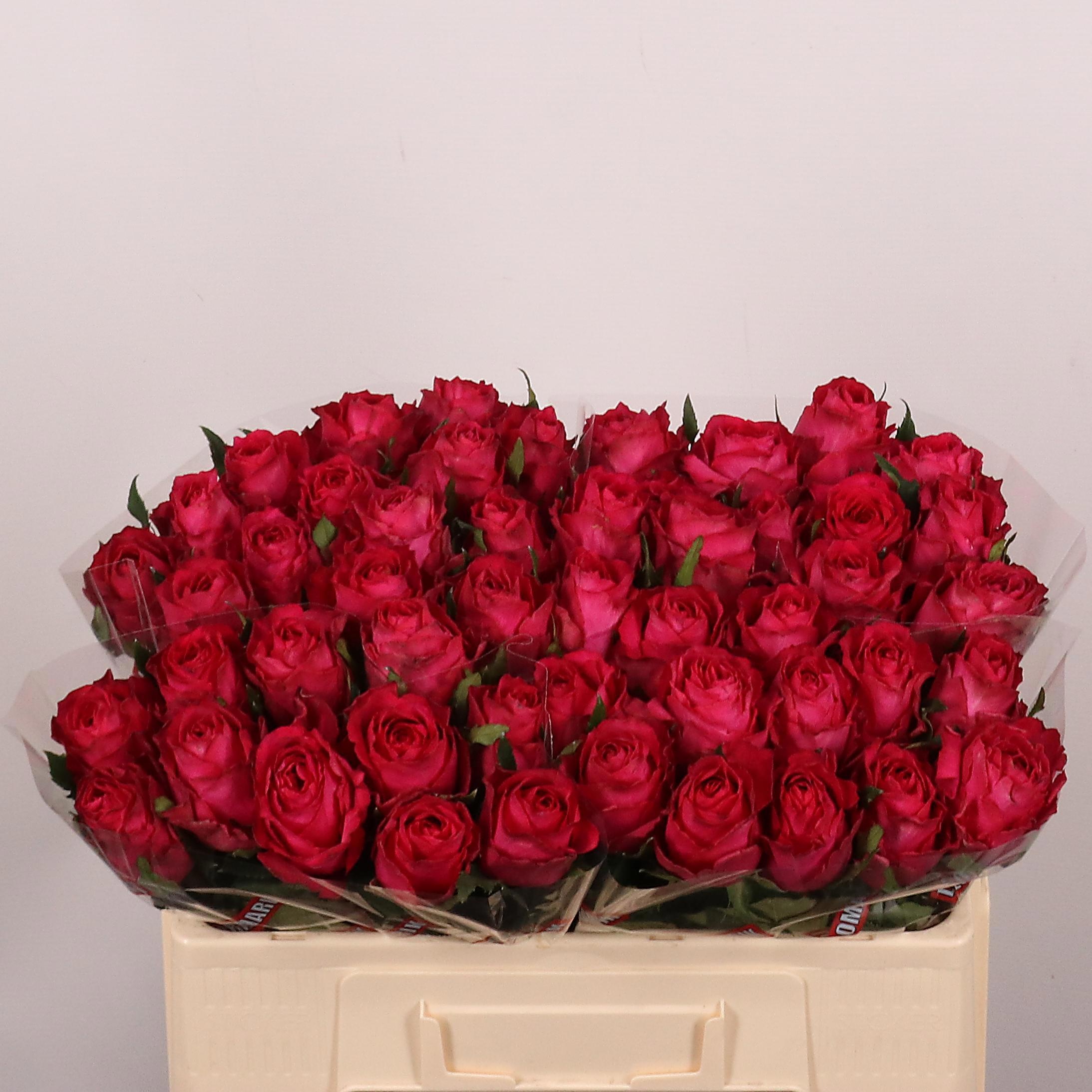 R Gr Madam Cerise