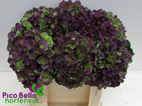 Hydrangea Verena Classic Blue 50cm 18Ø