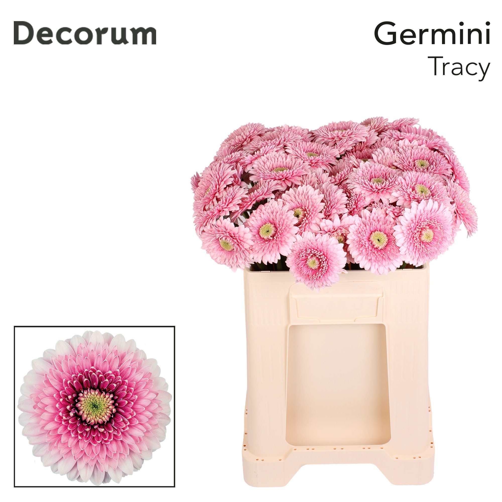 Ge Mb Pom Tracy 50L.cm 23bloei