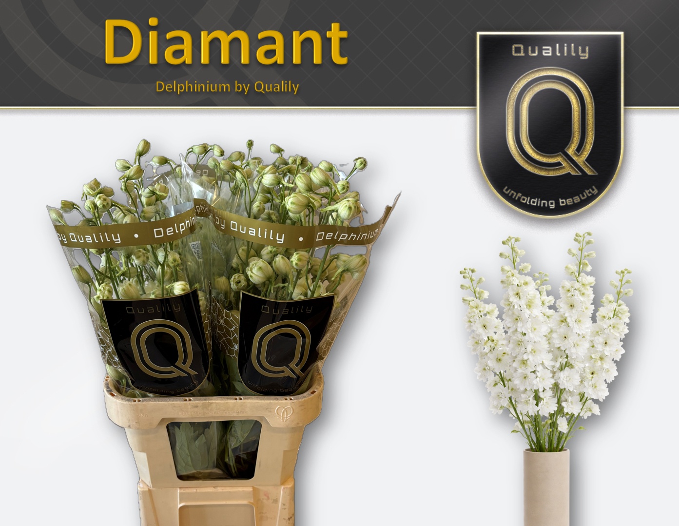 Delph Du Delp Diaman 80L.cm 23bloei