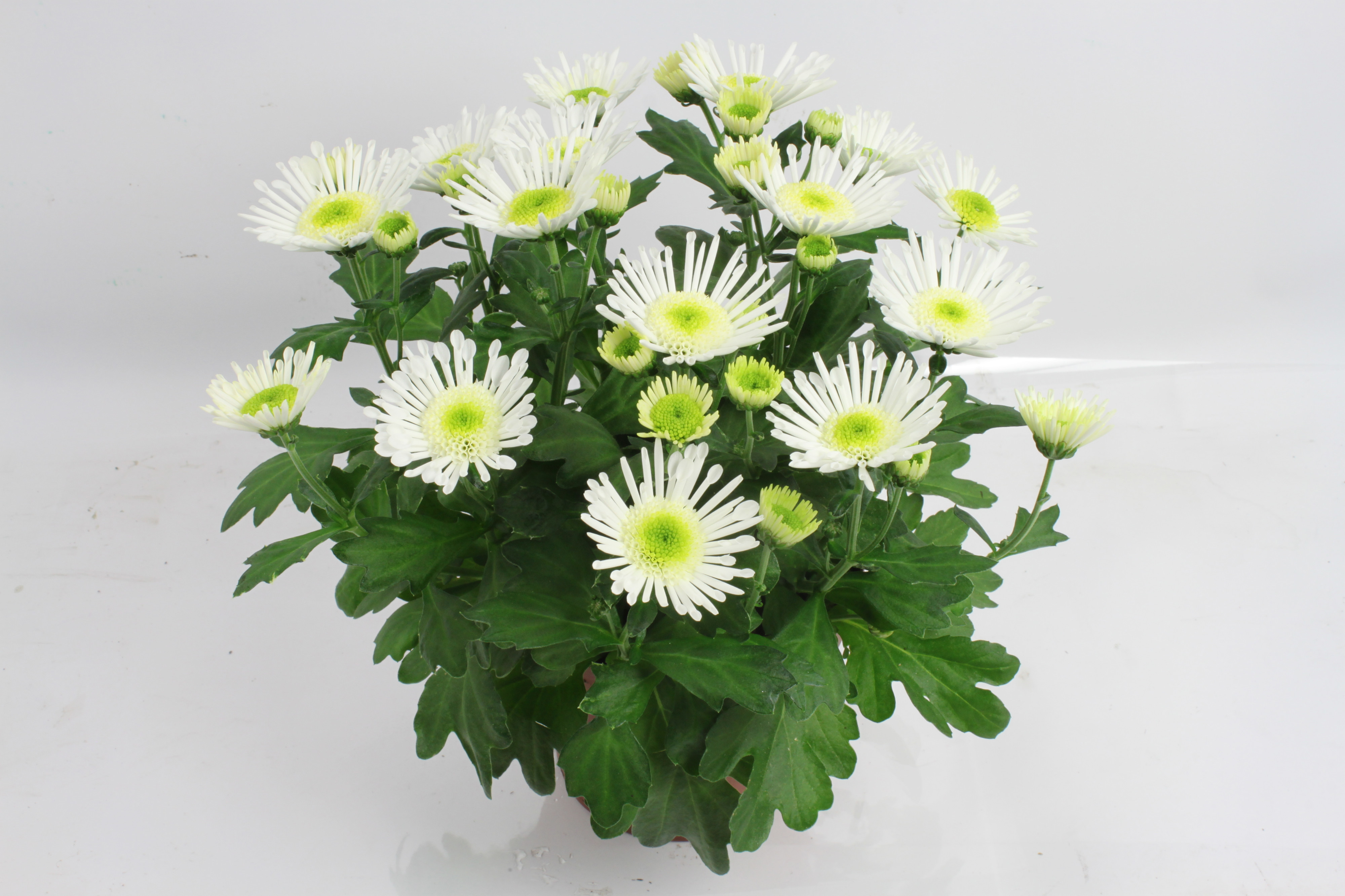 Splash Ice Queen 14 Cm