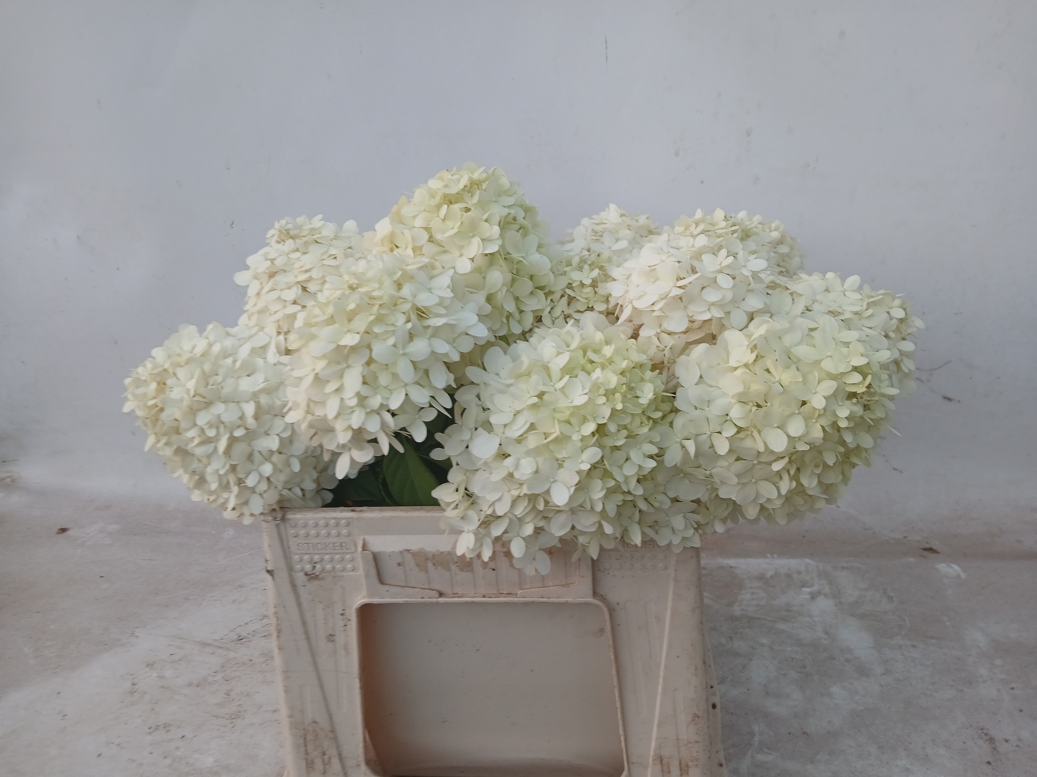 Hydrangea Limelight 40cm 12Ø