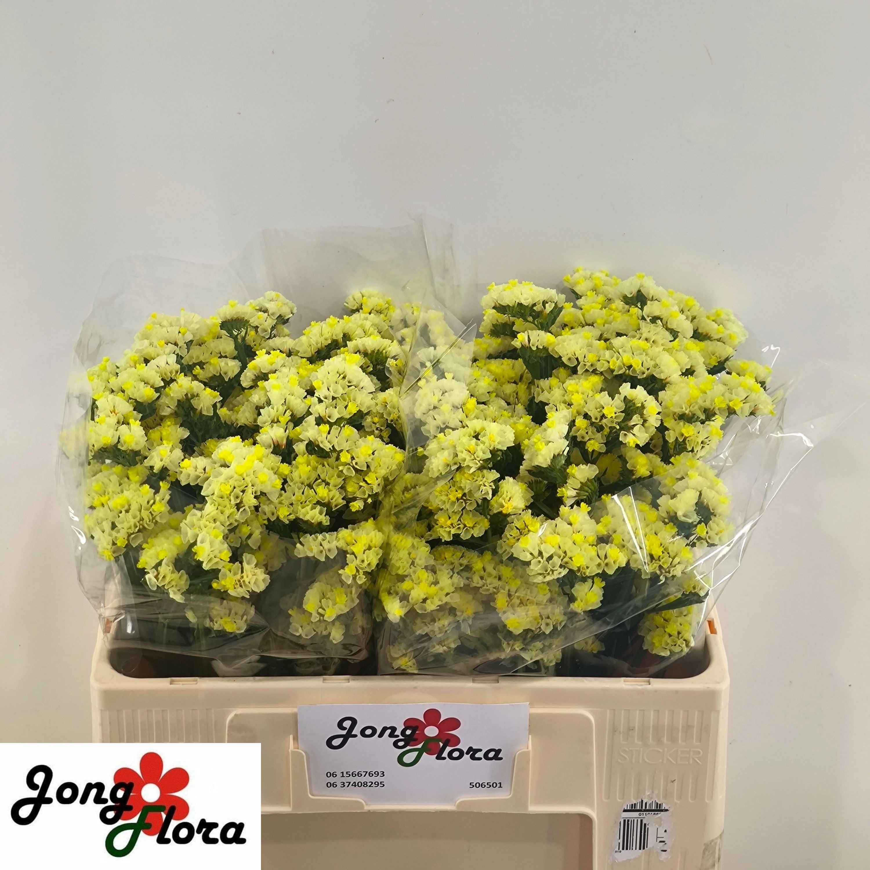 Lim S Glossy Wings 50cm 20gram