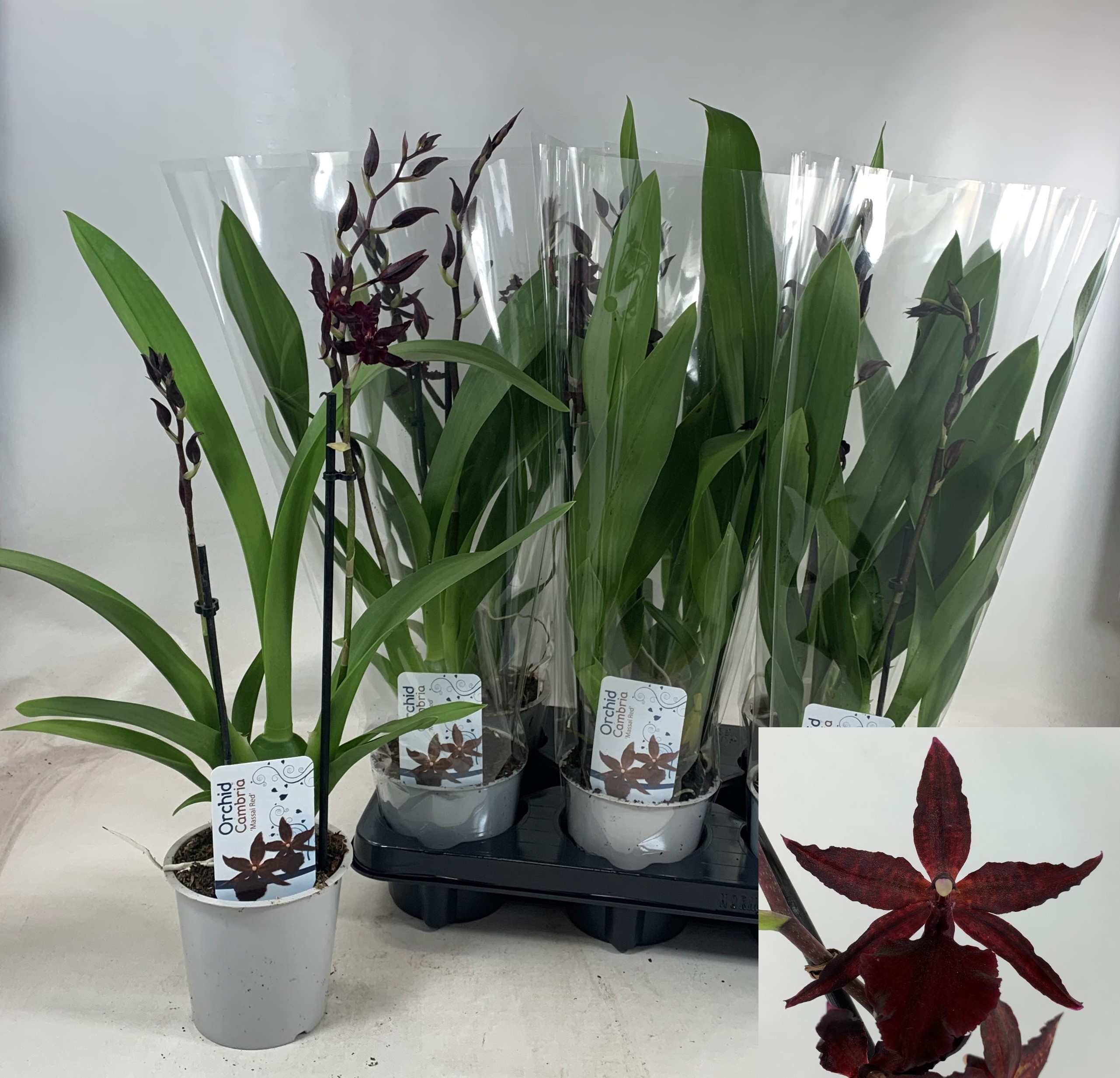 Orchideeen Overig 12P 50H 2TAK 11bloei